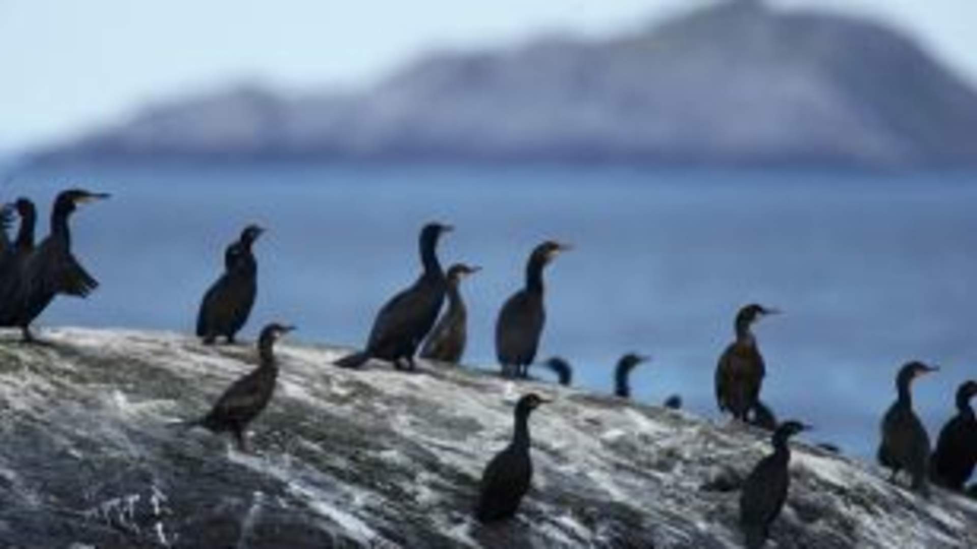 birdsafari 9.png