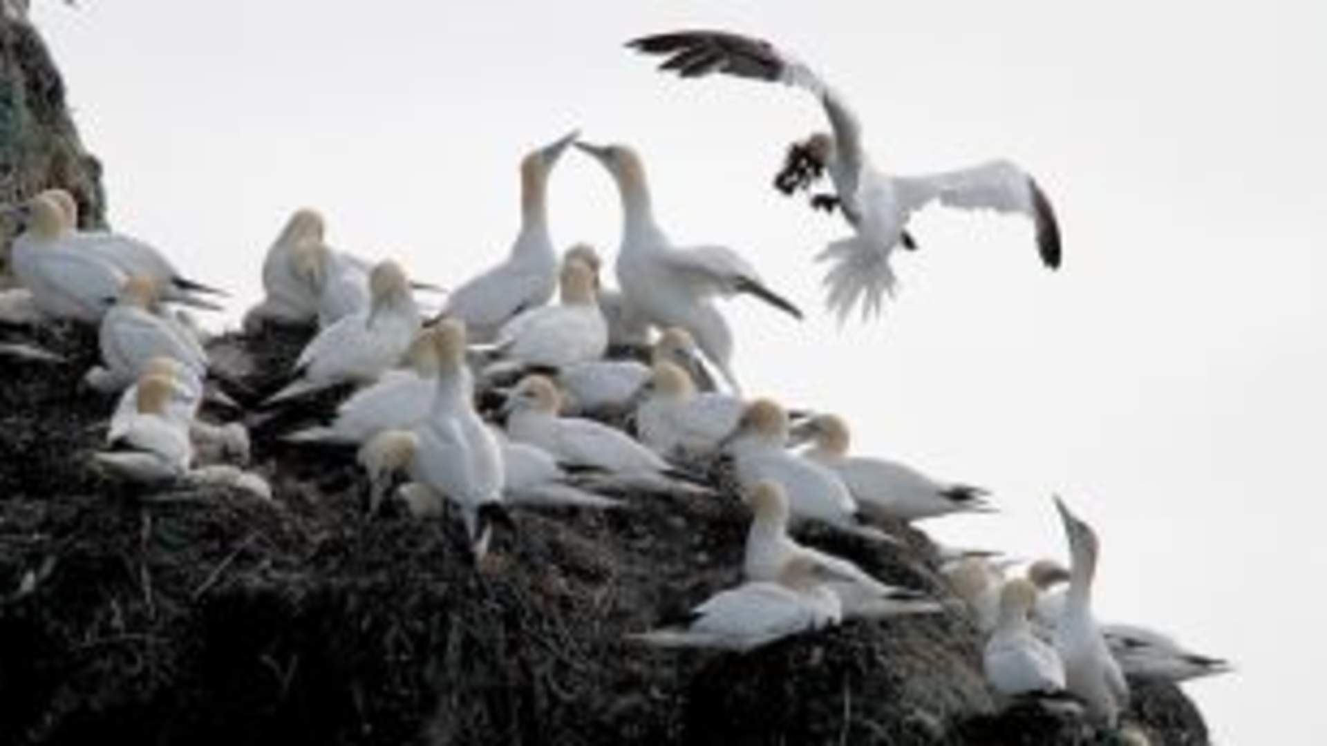 birdsafari 6.png