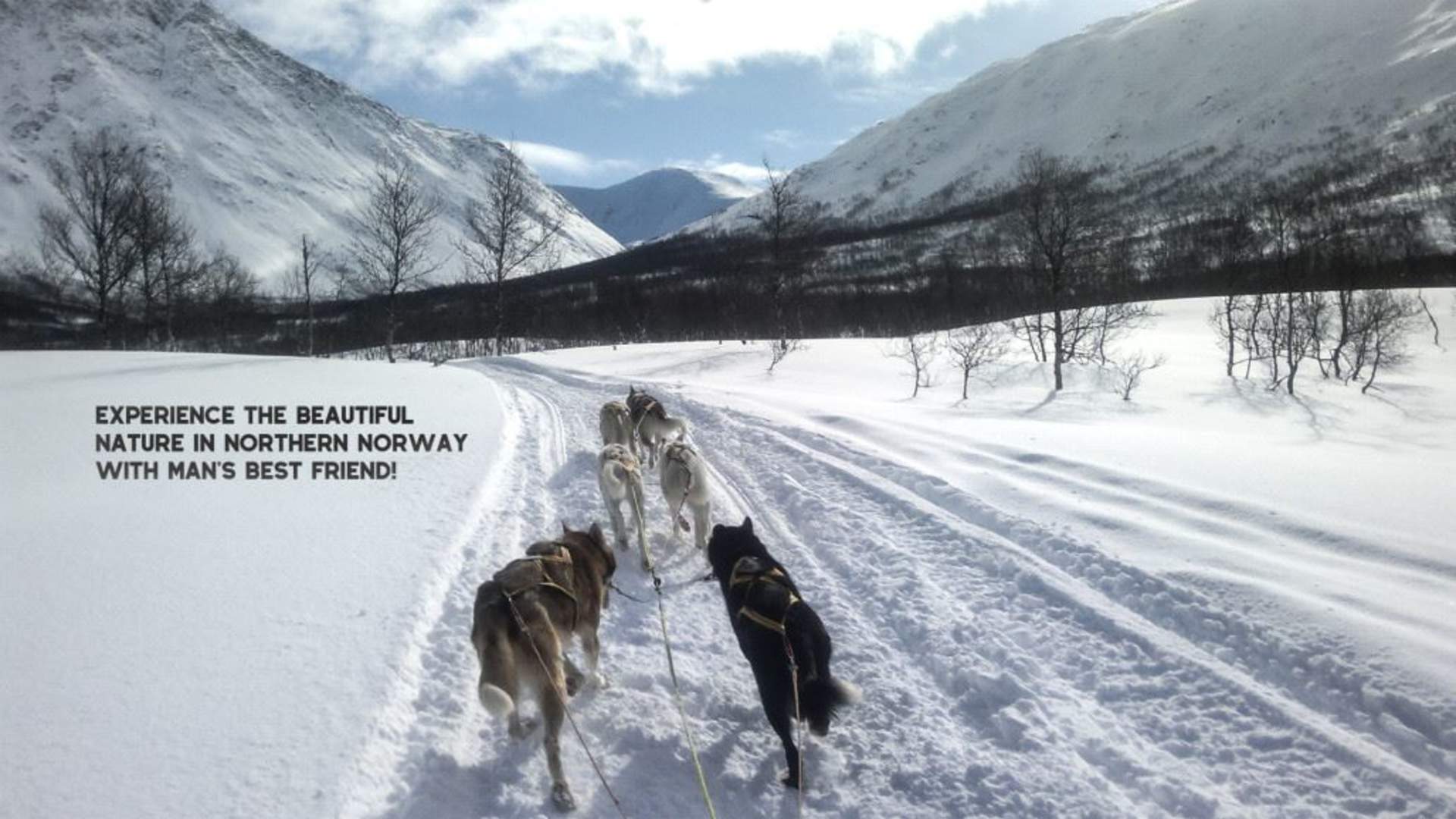 Be a musher for a day