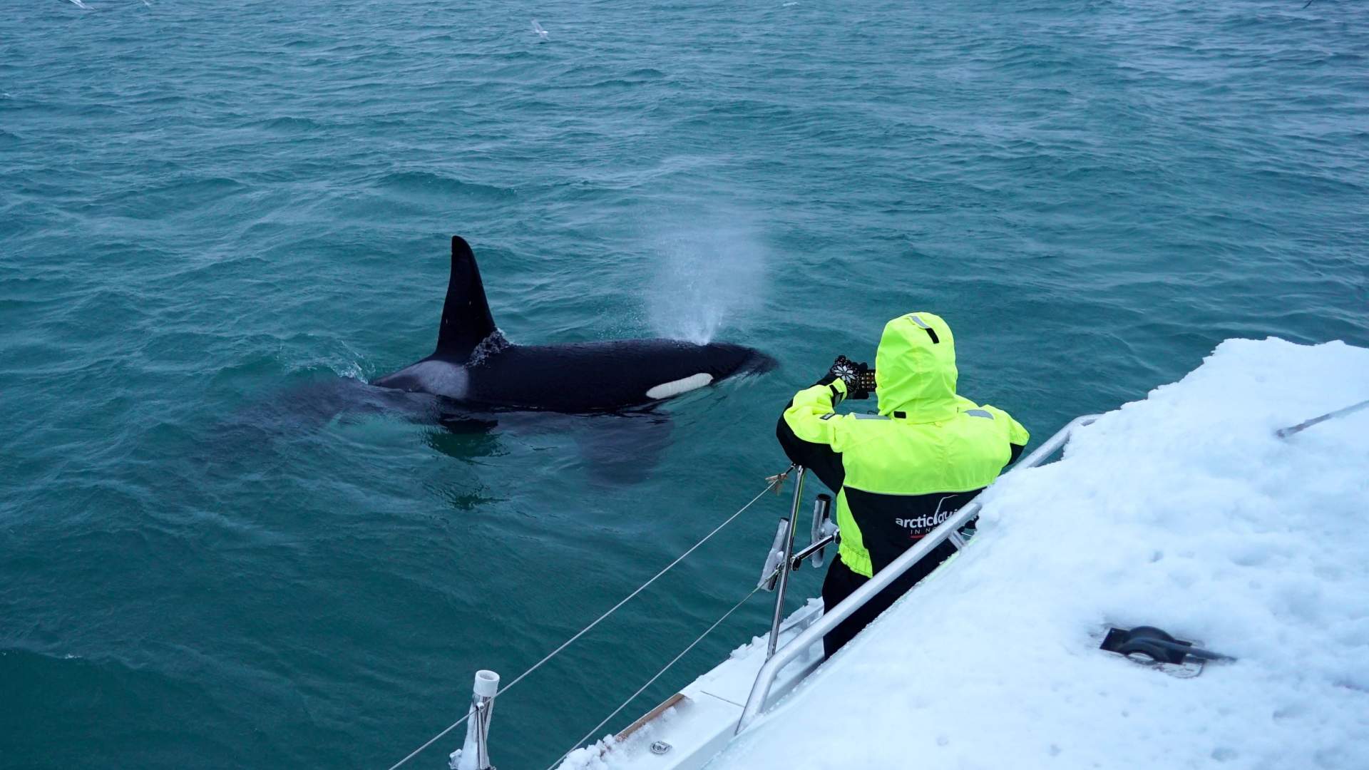 Fire dager hval safari