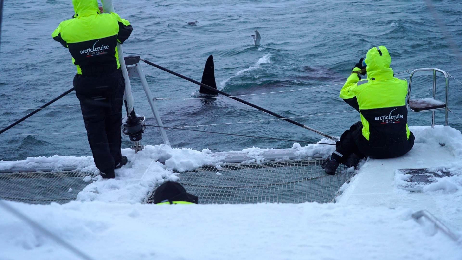 Fire dager hval safari