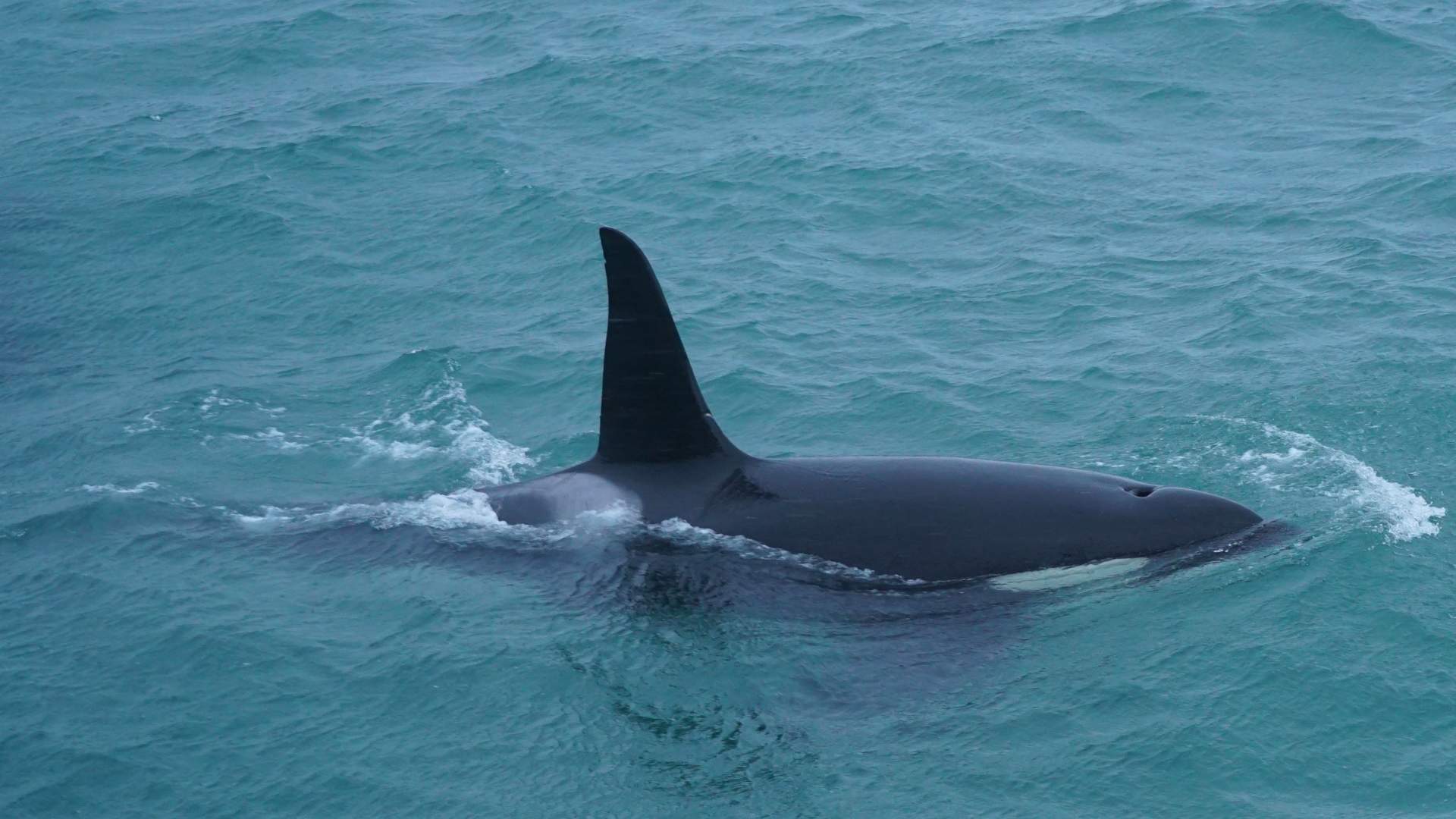 Fire dager hval safari