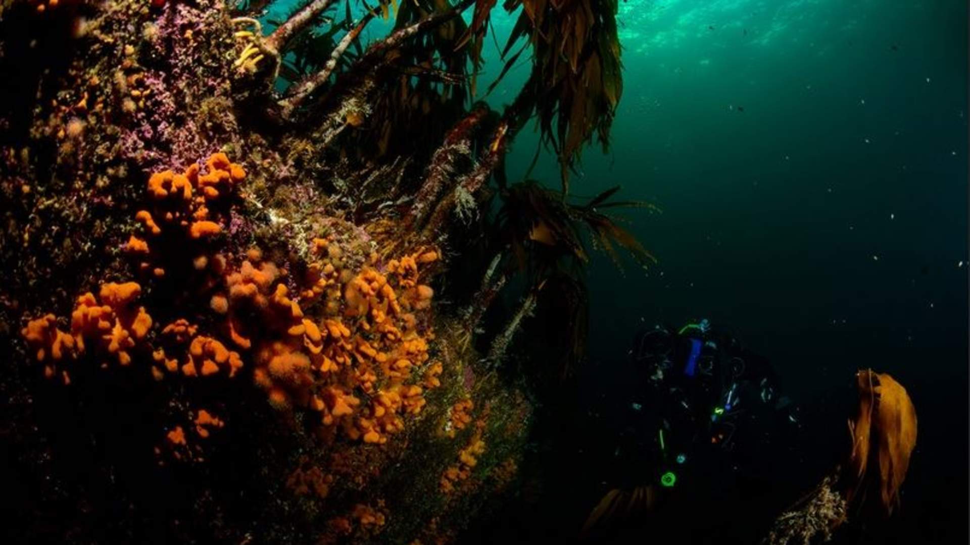 Førstegangsdykker med PADI 5-stjerners Dykkesenter