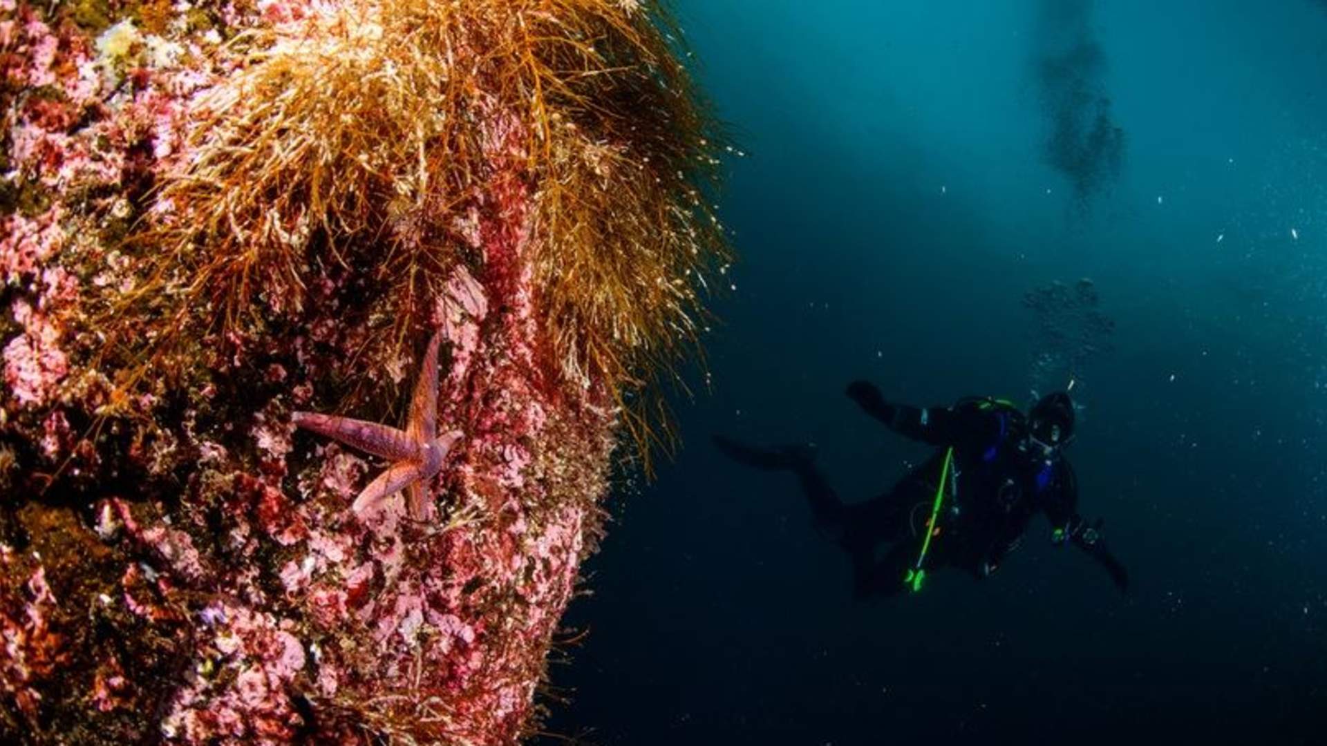 Arktisk dykking med PADI 5-stjerners dykkesenter