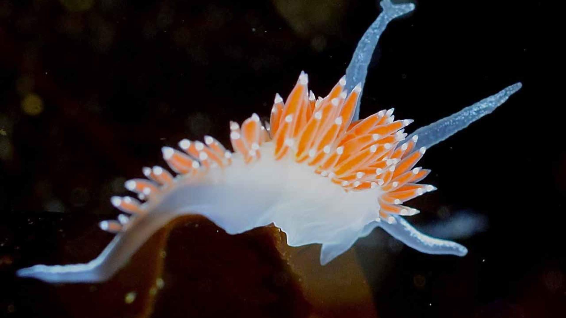 Arktisk dykking med PADI 5-stjerners dykkesenter