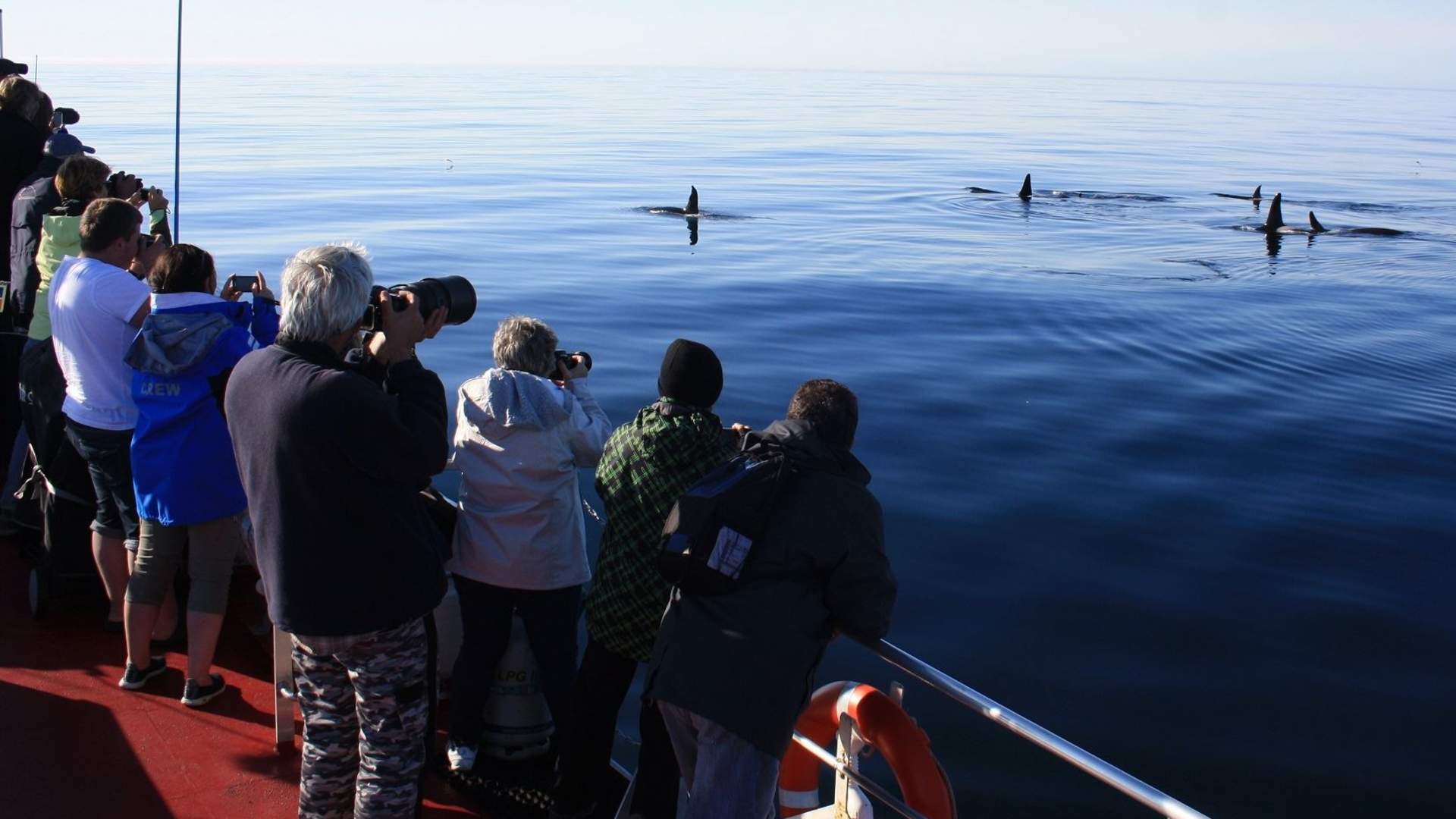 Arctic Whale Tours
