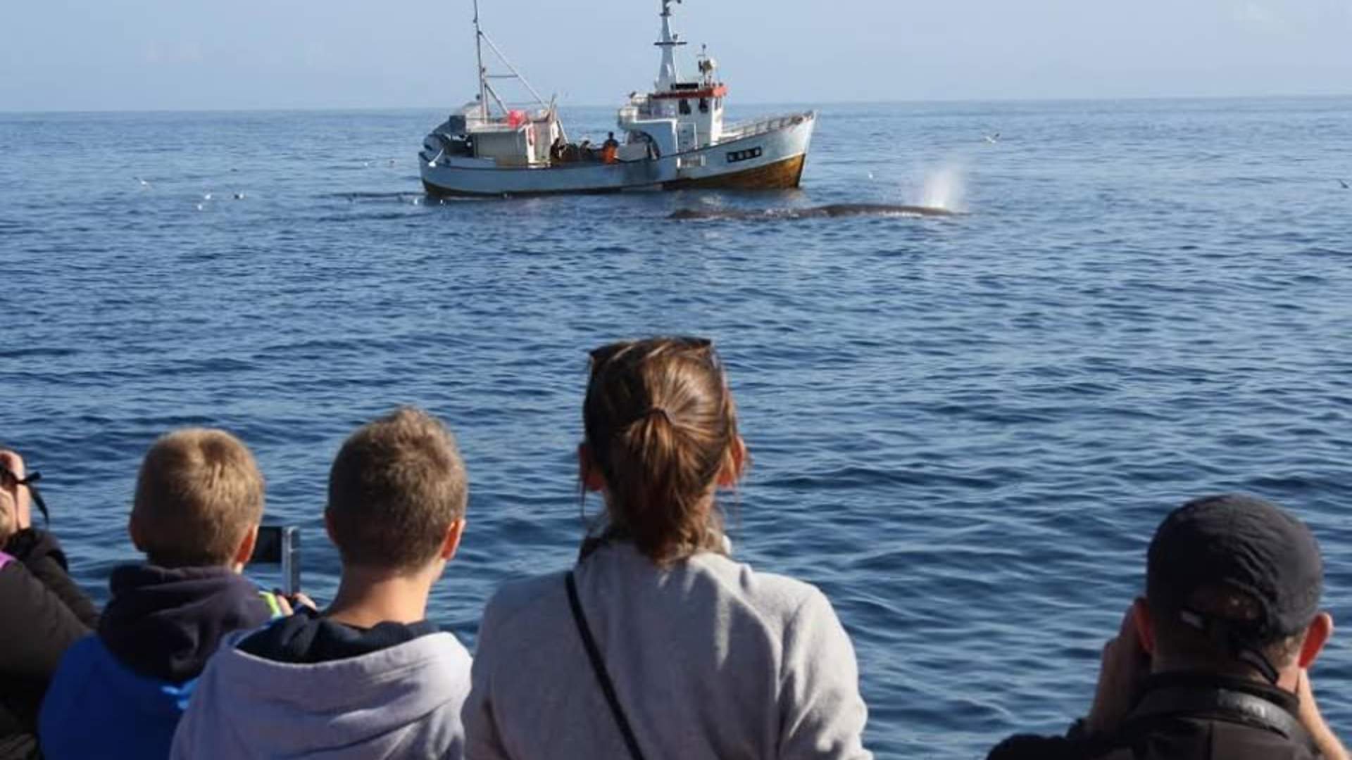 Arctic Whale Tours