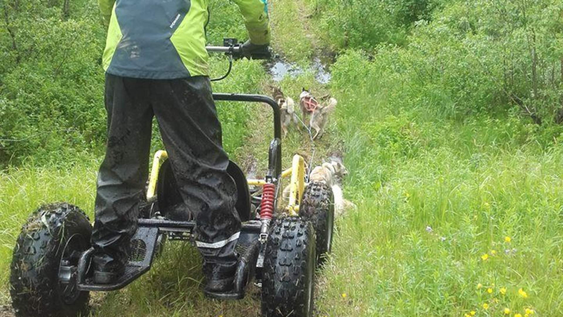 Dog Sledding on Wheels