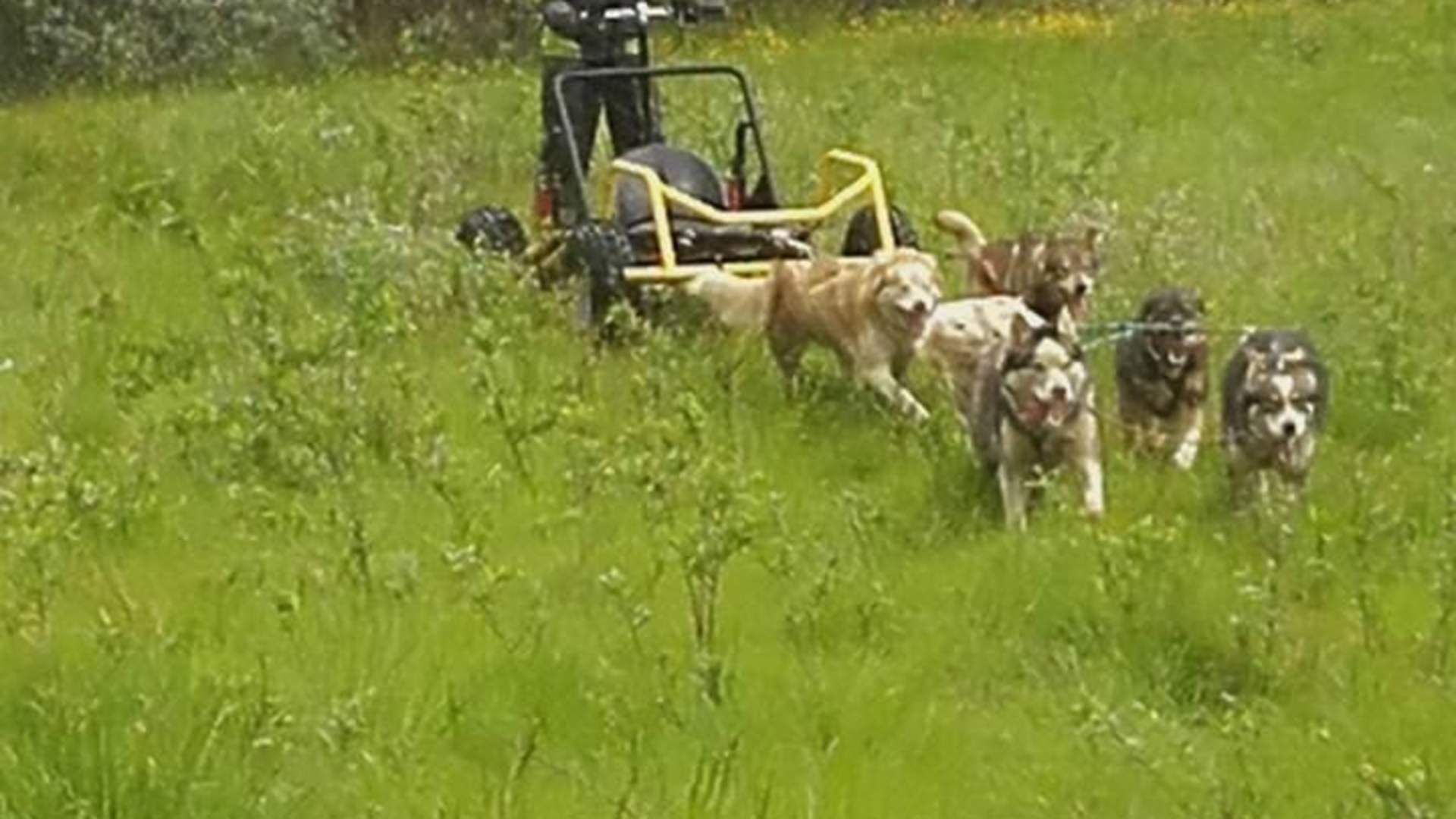 Dog Sledding on Wheels