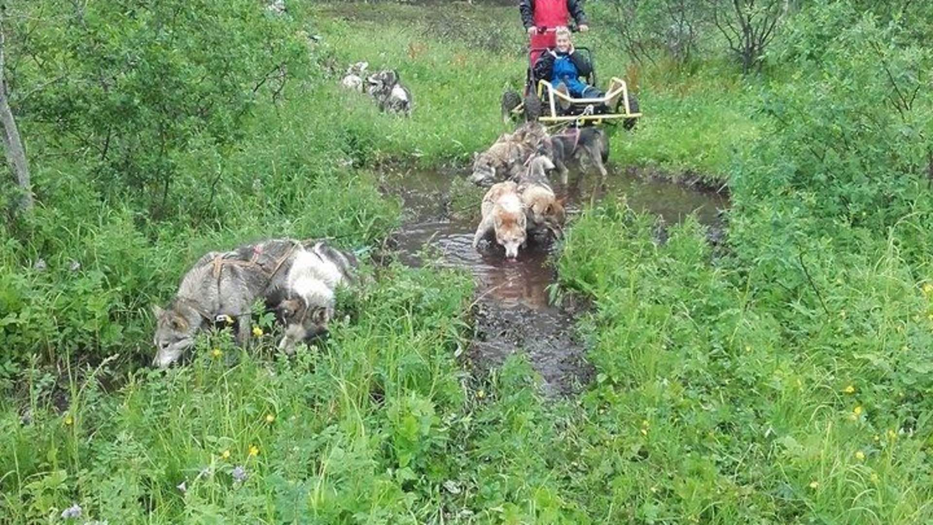 Dog Sledding on Wheels