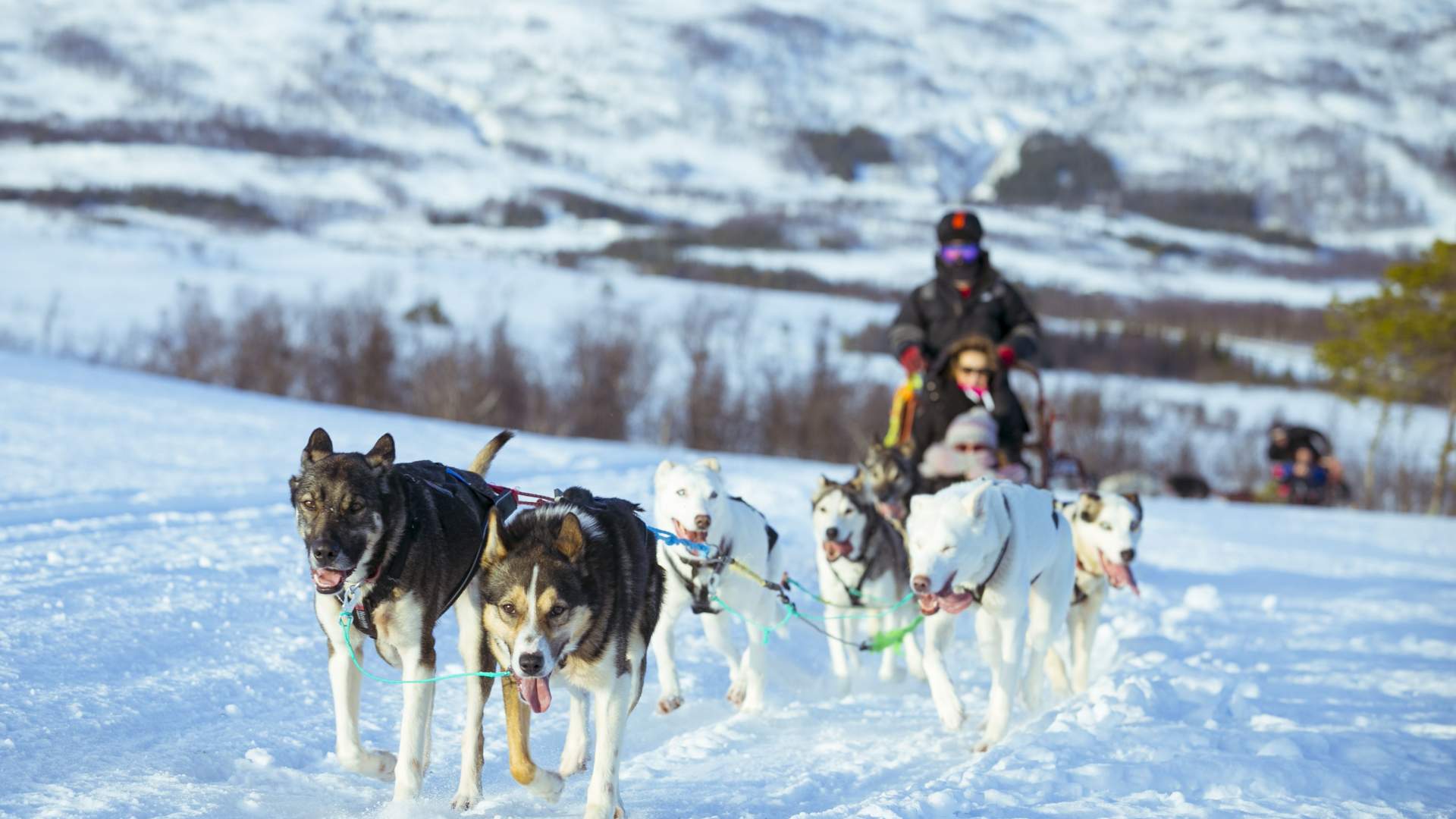 Nordlyscamp og Hundekjøring