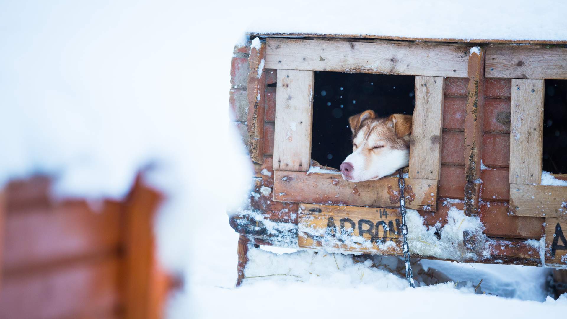 Nordlyscamp og Hundekjøring