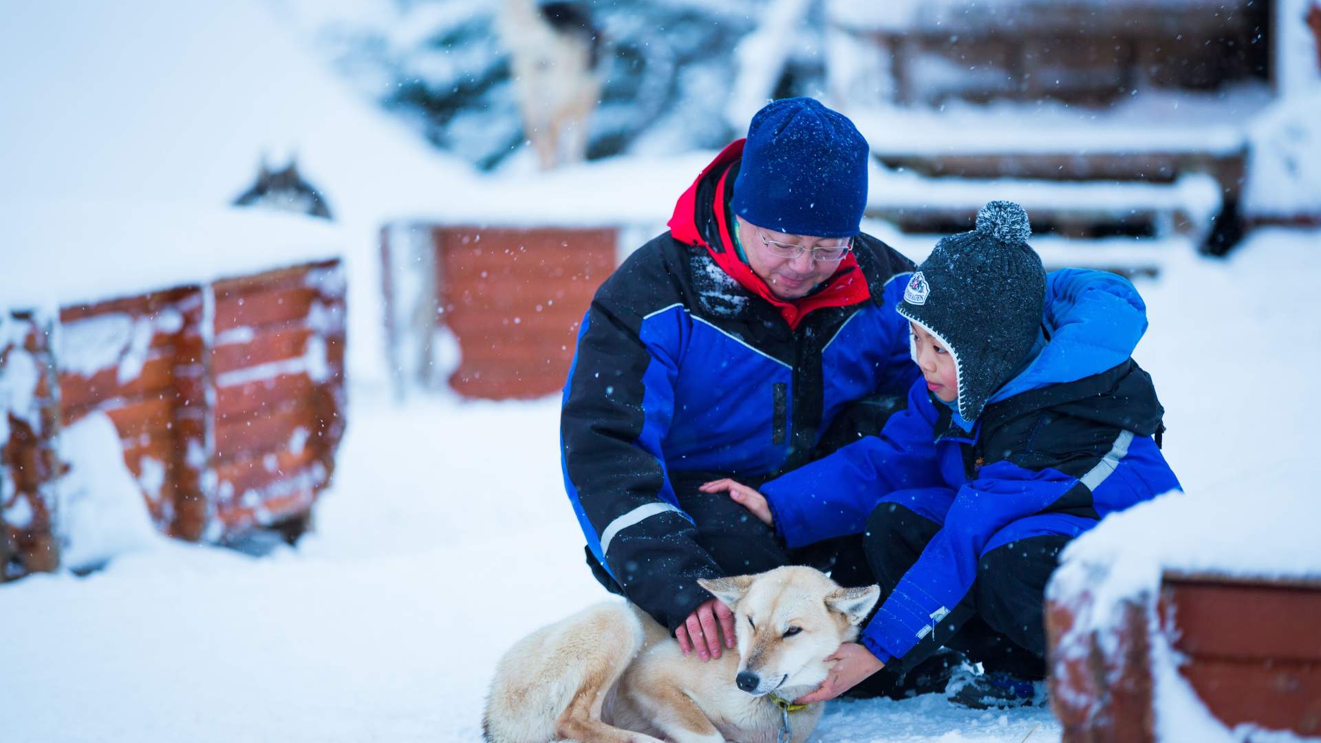 Nordlyscamp og Hundekjøring