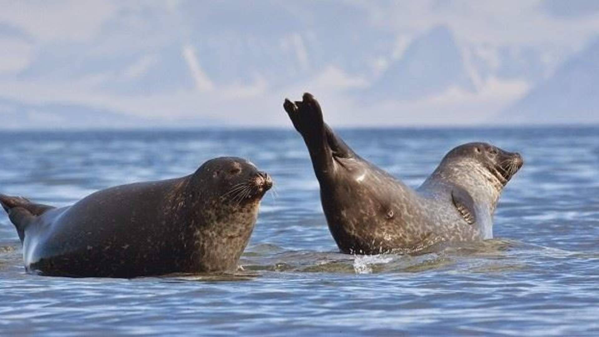 3 hours fjord expedition outer Senja (half day tour)