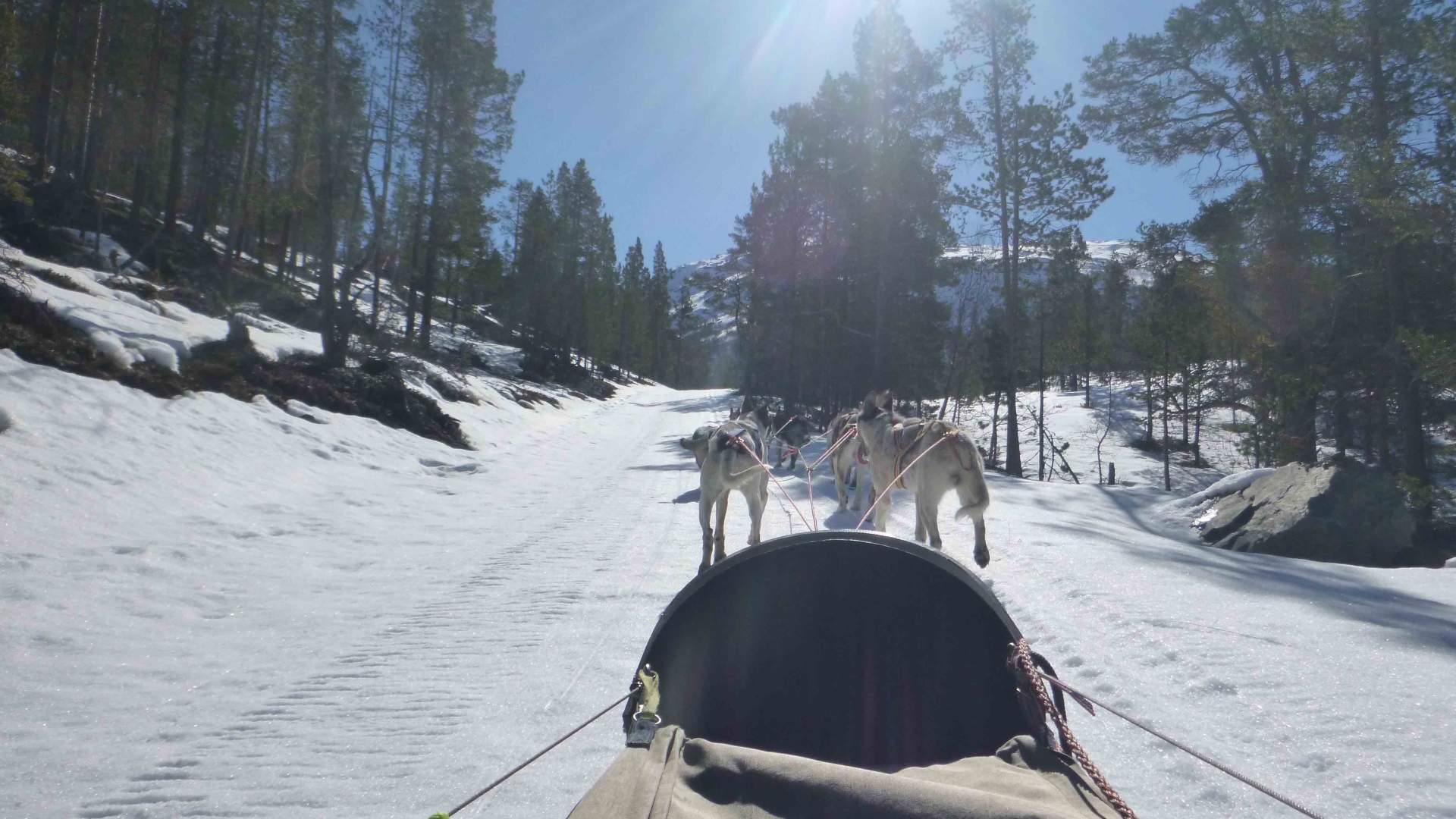 Hundekjøring i Jotunheimen | Sjodalen Hyttetun