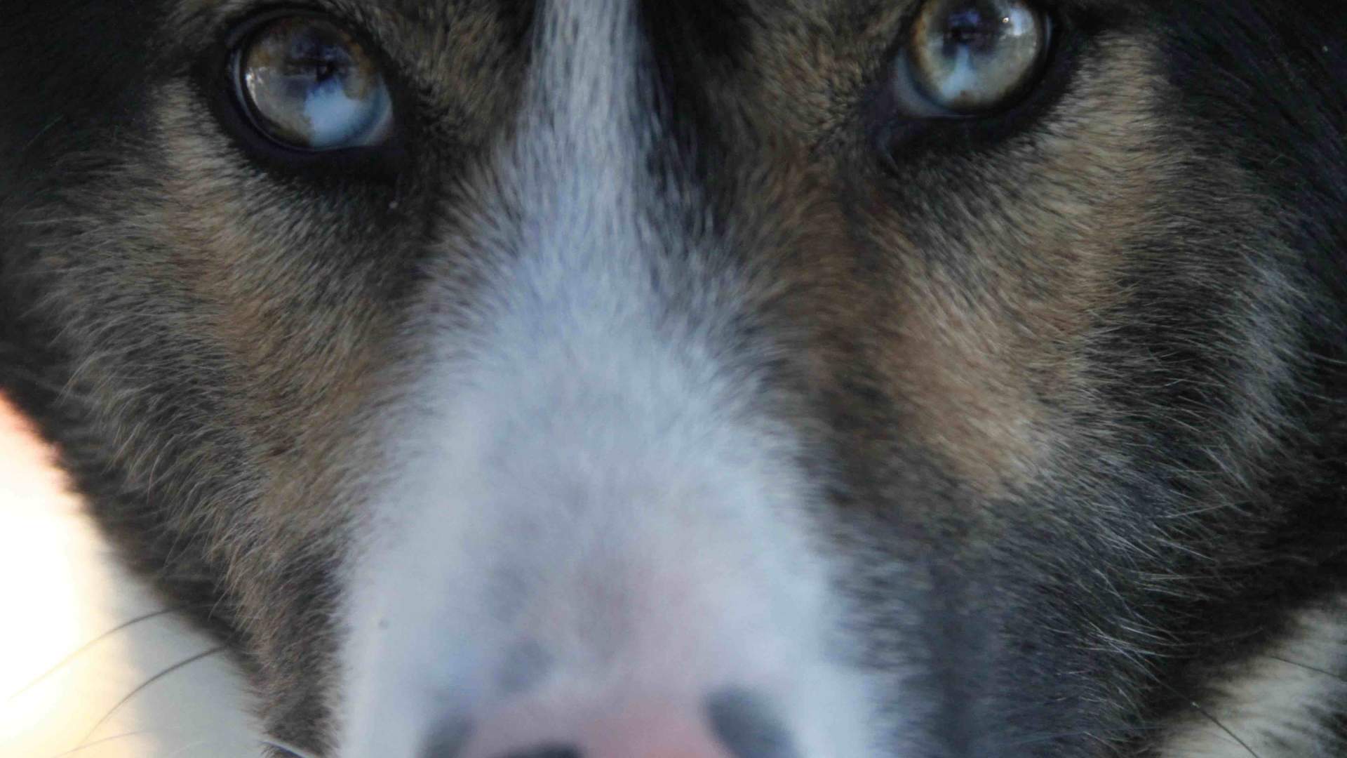 Hundekjøring i Jotunheimen | Sjodalen Hyttetun