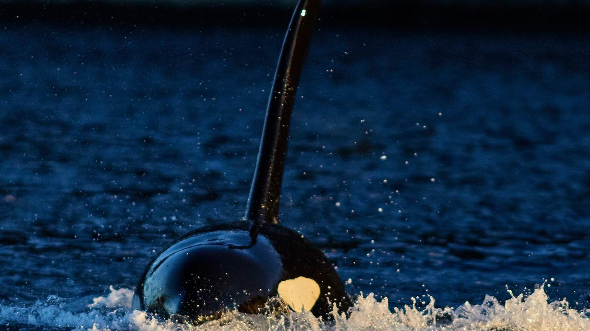 En uforglemmelig arktisk hvalsafari med vår luksus Yacht Arctic Queen