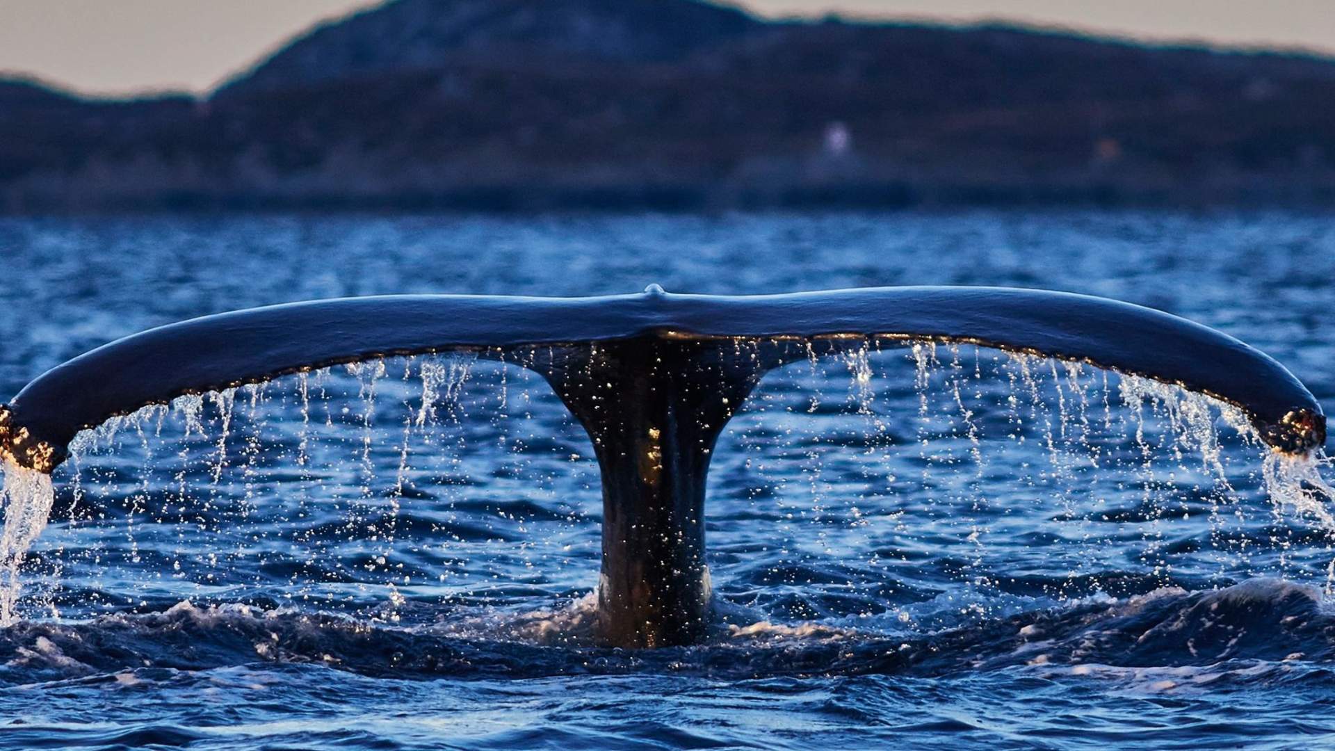 En uforglemmelig arktisk hvalsafari med vår luksus Yacht Arctic Queen
