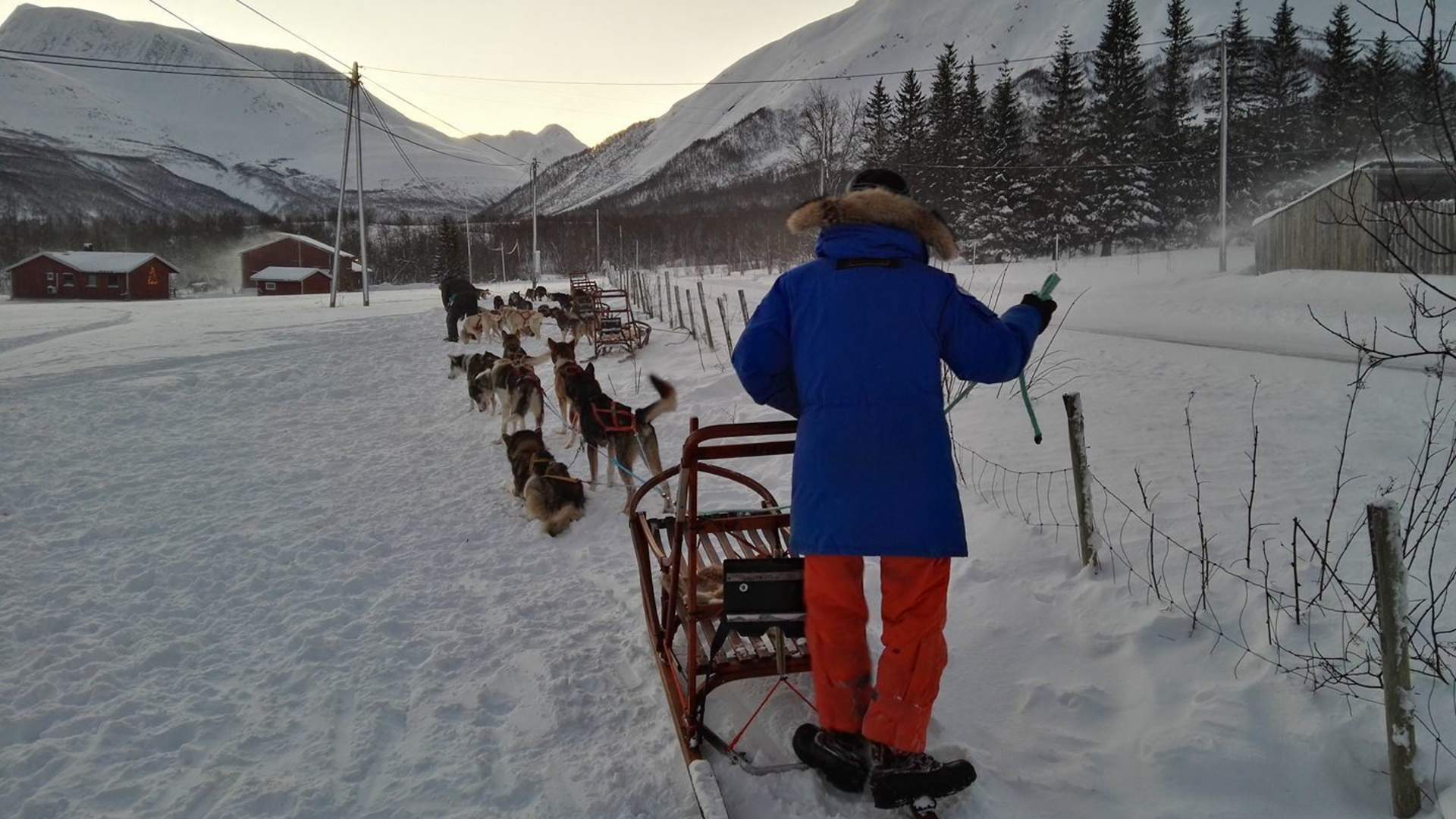 Be a musher for a day