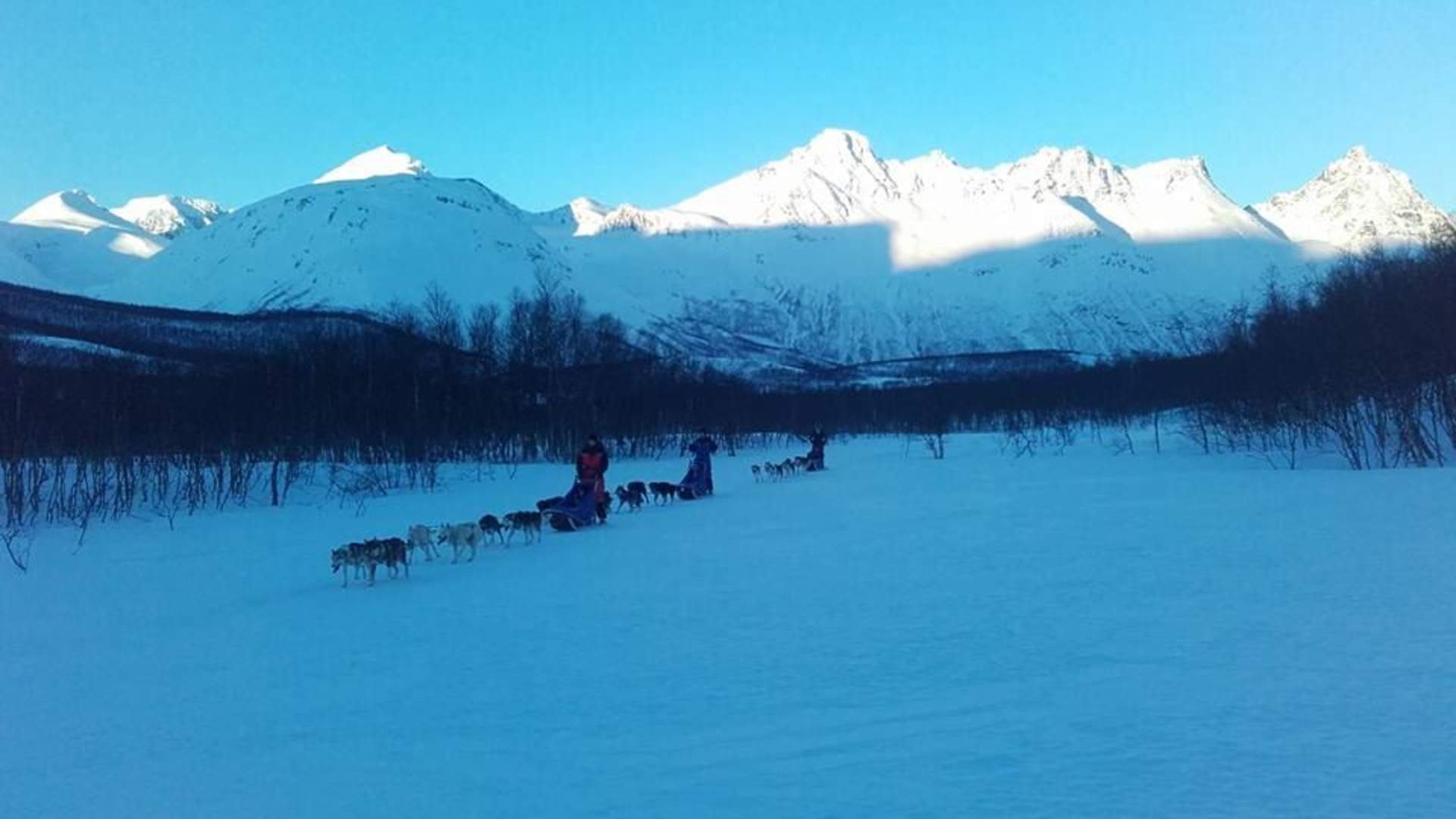 Be a musher for a day