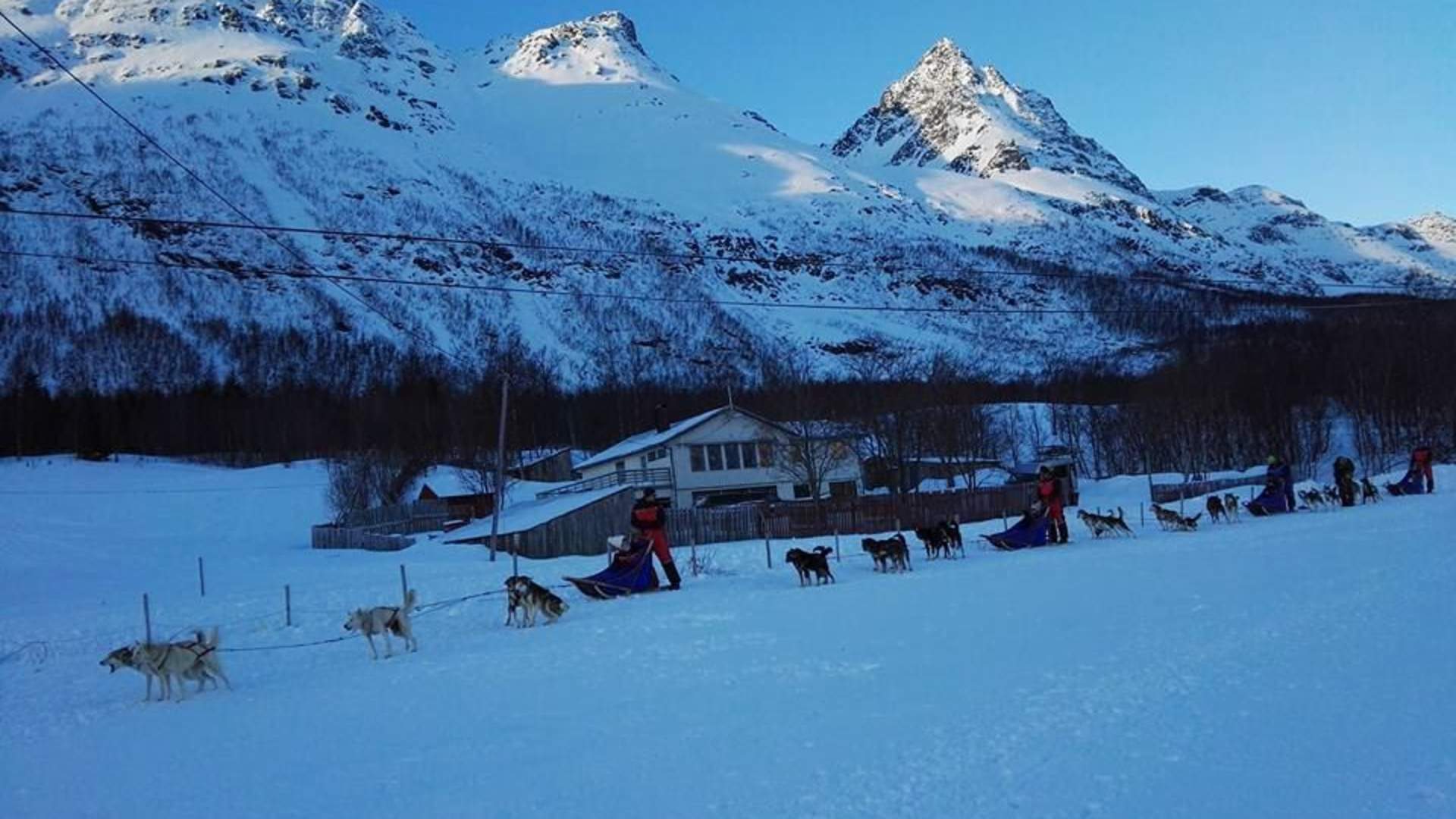 Be a musher for a day