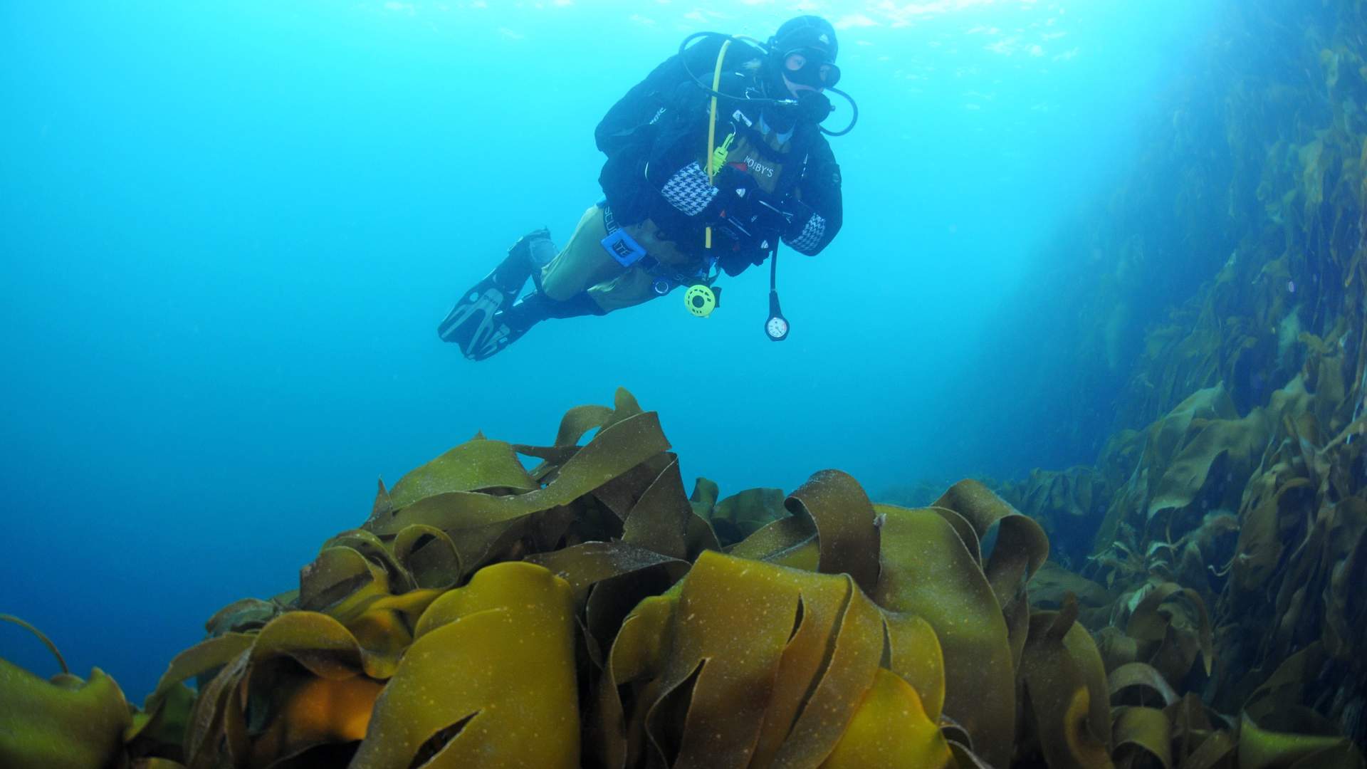 Førstegangsdykker med PADI 5-stjerners Dykkesenter