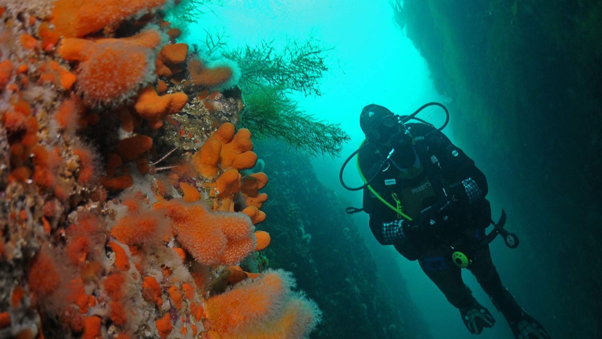 Førstegangsdykker med PADI 5-stjerners Dykkesenter
