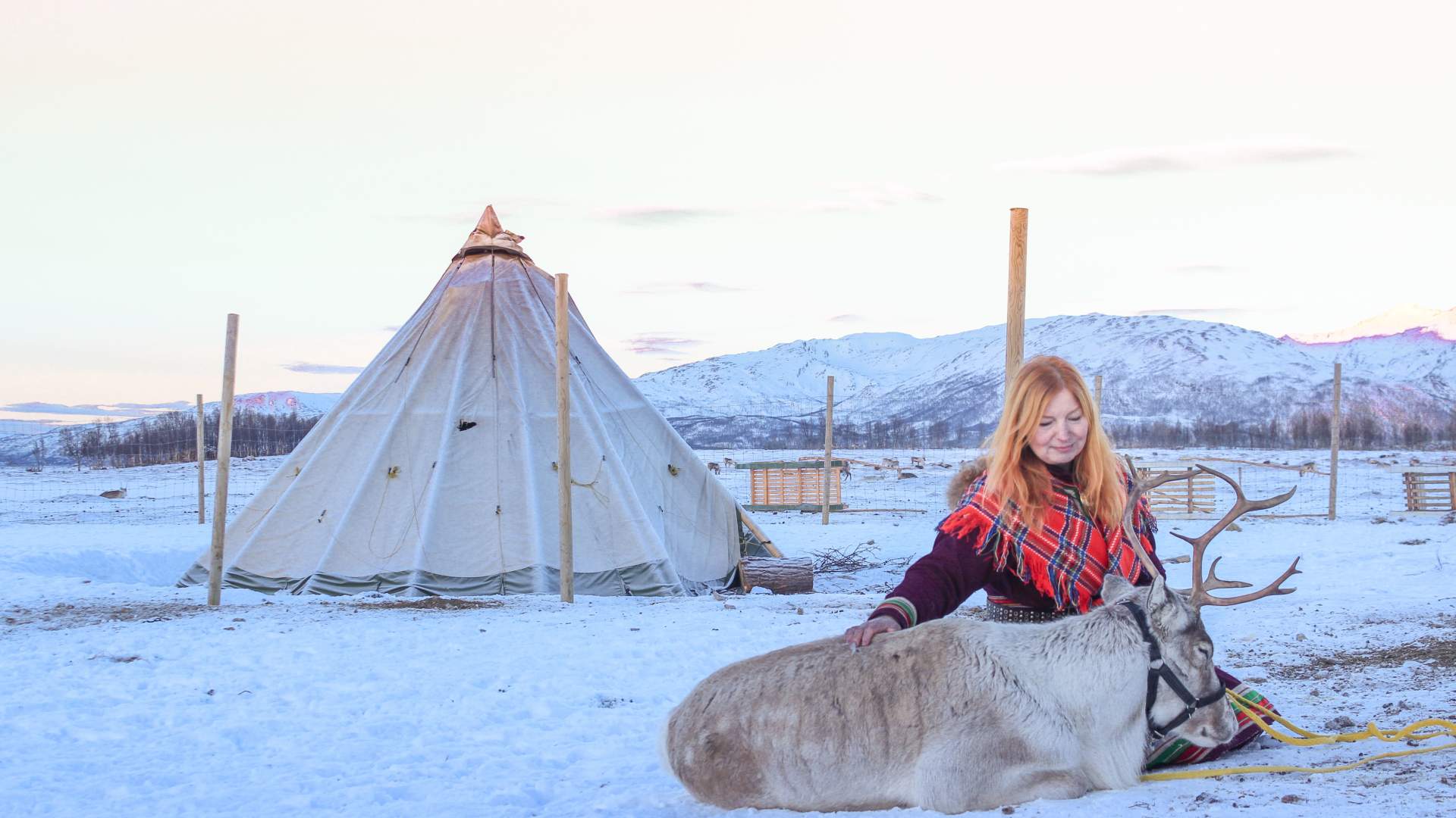 Reindeer Sledding, Reindeer Feeding and Sami Culture