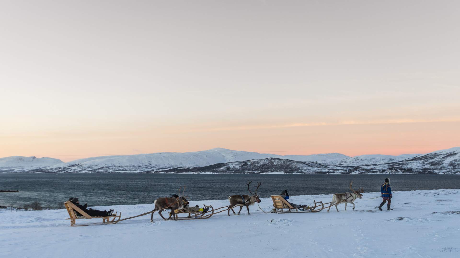 Reinsdyr mating, samisk historie og kort Reinsledetur