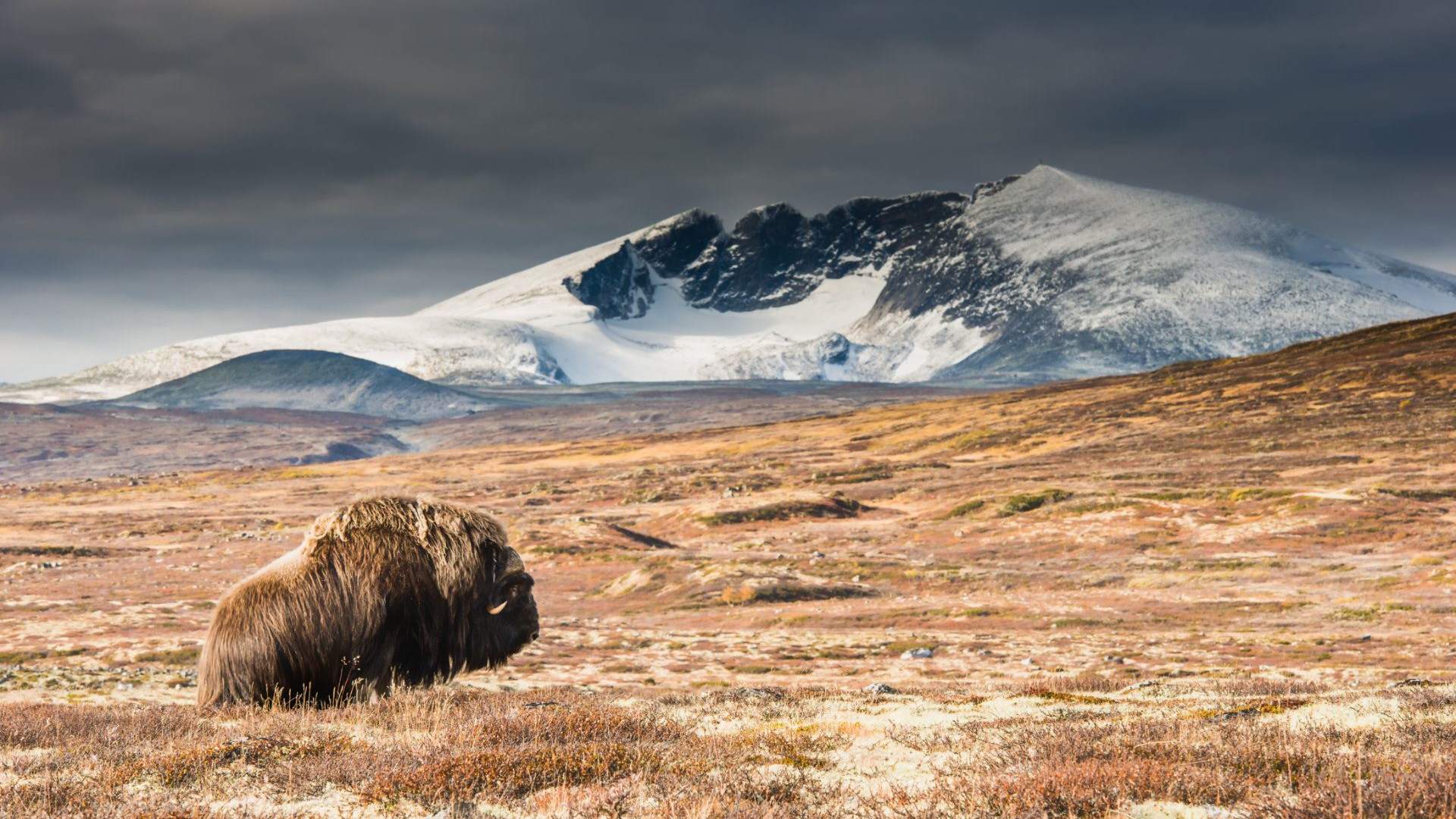 Moskus Dovrefjell