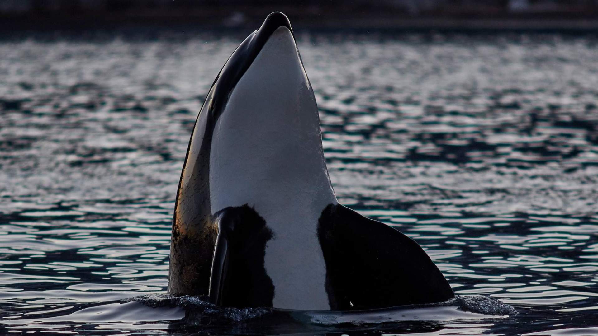 Hvalsafari fra Skjervøy - Green Gold of Norway