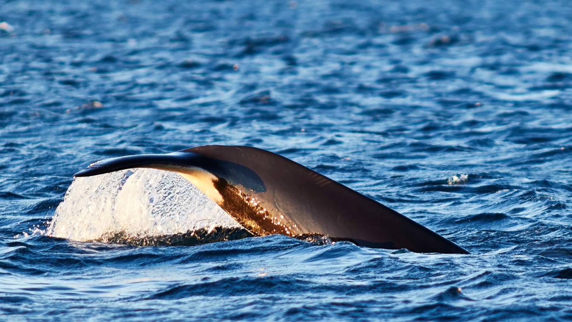 Hvalsafari fra Skjervøy - Green Gold of Norway
