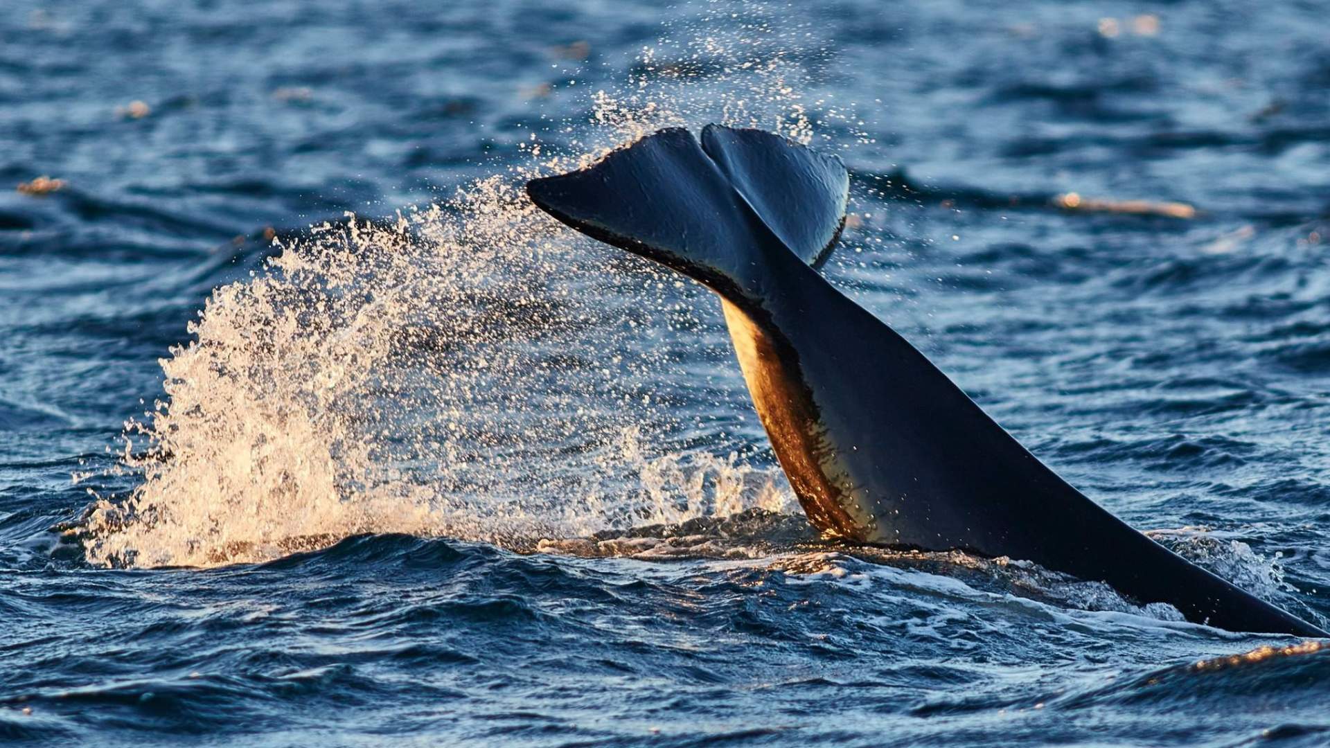 Hvalsafari fra Skjervøy - Green Gold of Norway