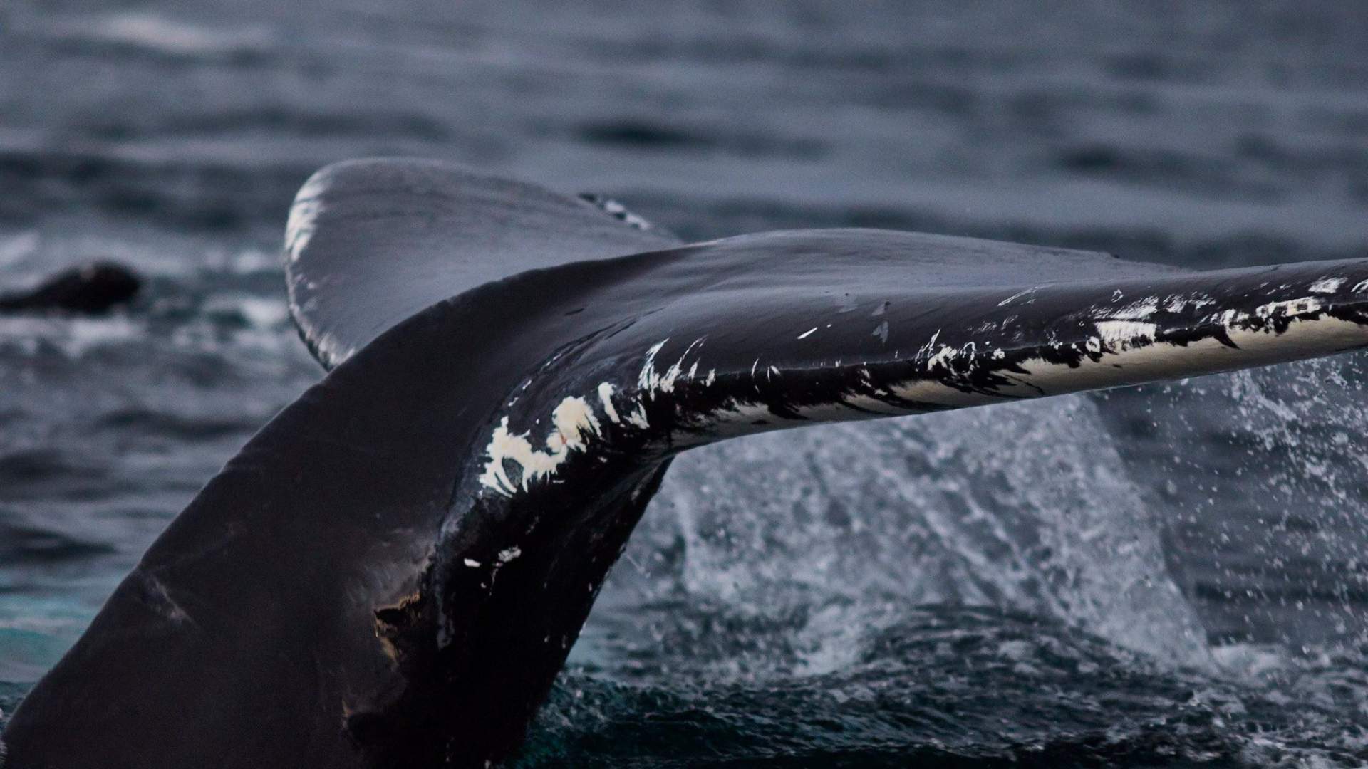 Hvalsafari fra Skjervøy - Green Gold of Norway