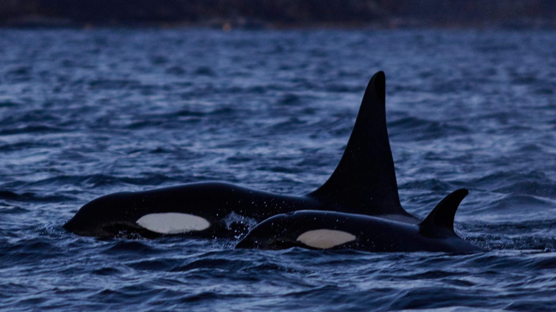 Hvalsafari fra Skjervøy - Green Gold of Norway
