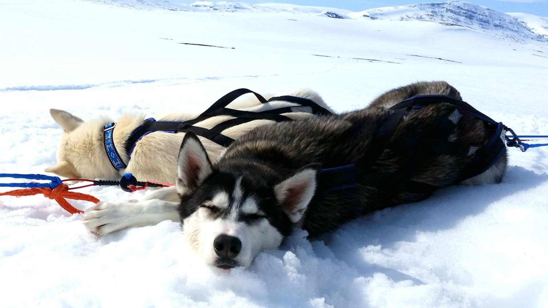 Senja Husky Adventure