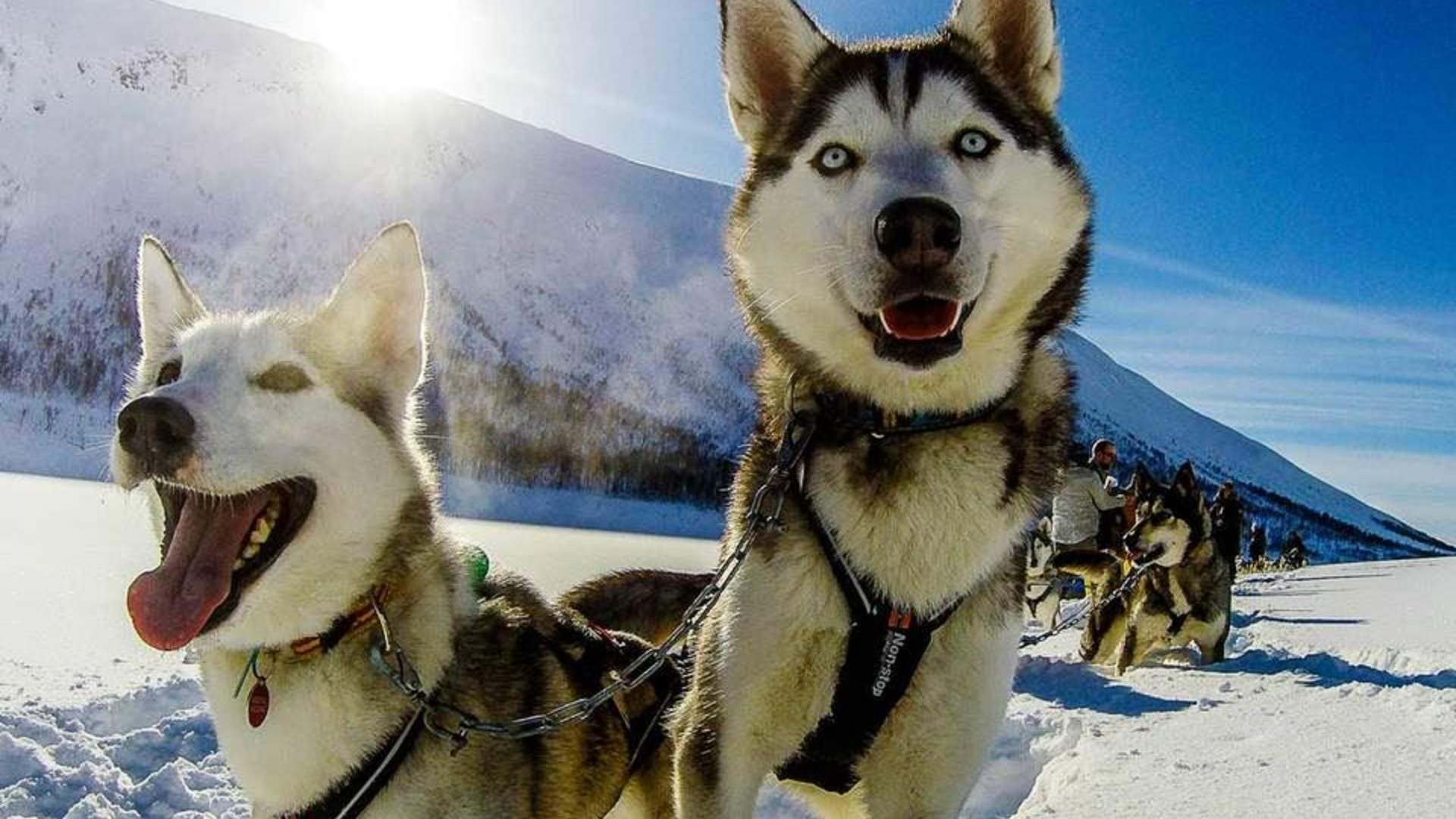 Senja Husky Adventure