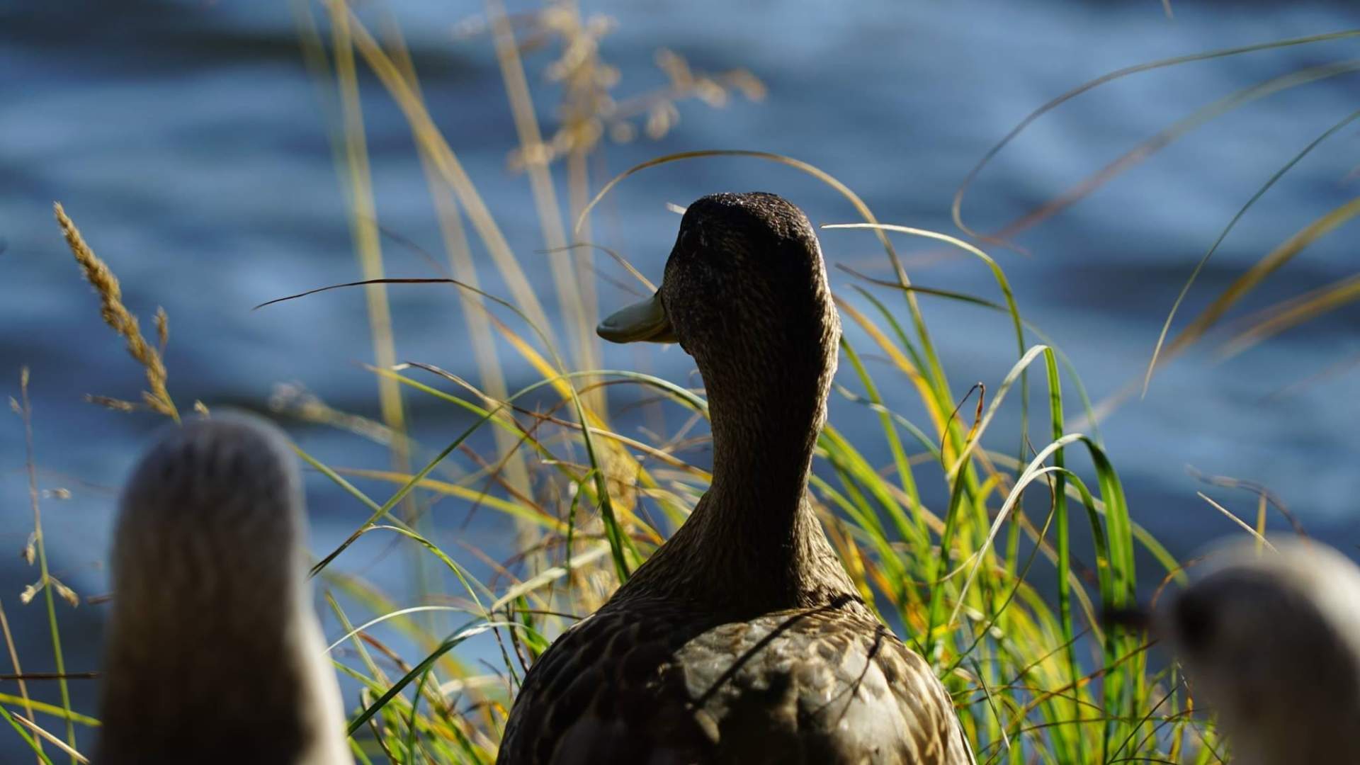 City Sightseing fra Tromsø med vår eco-vennlige Tesla Model X