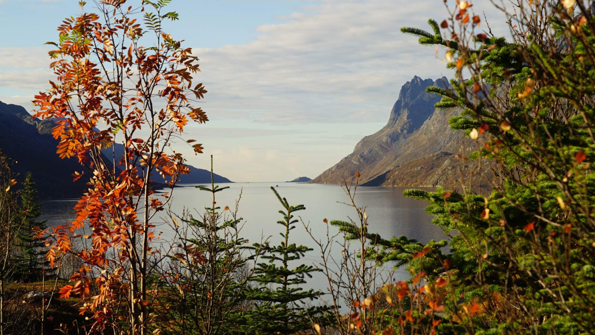 Arctic Fjord Sightseeing from Tromsø with our eco-friendly Tesla Model X