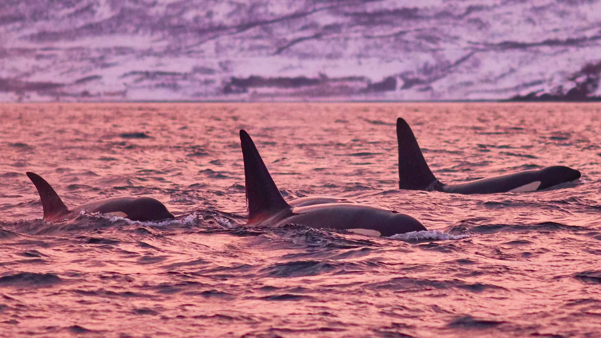 Hvalsafari fra Skjervøy - Green Gold of Norway