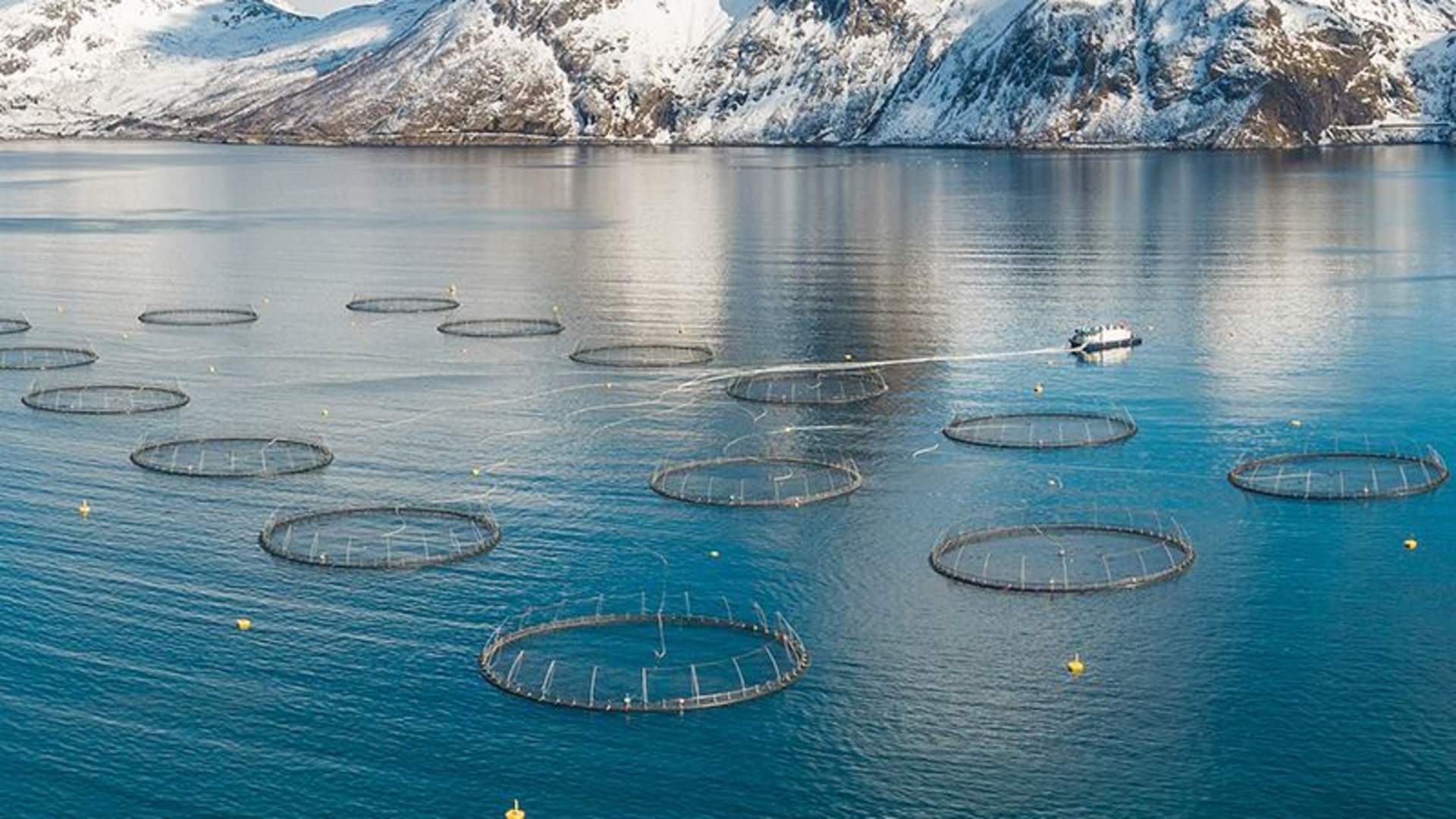 Salmon Center Senja - Learn about norwegian aquaculture