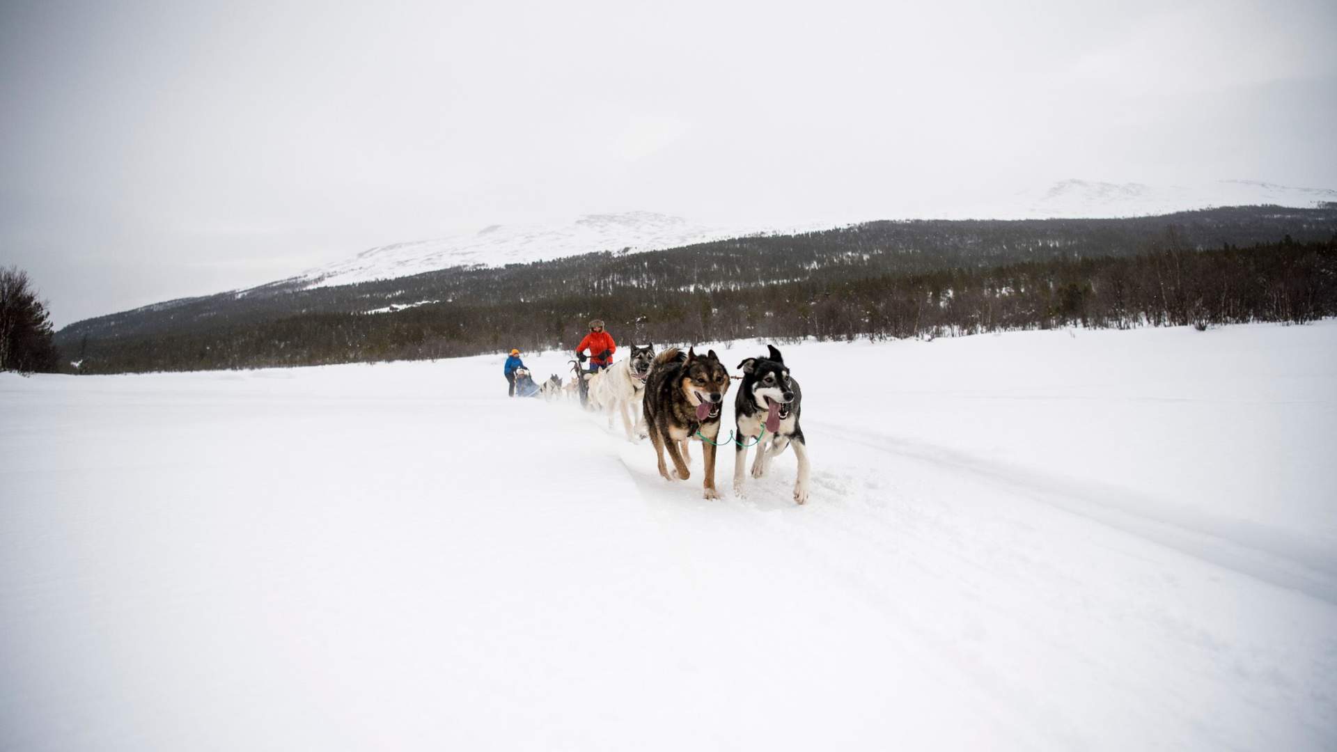 Hundekjøring i Jotunheimen | Sjodalen Hyttetun