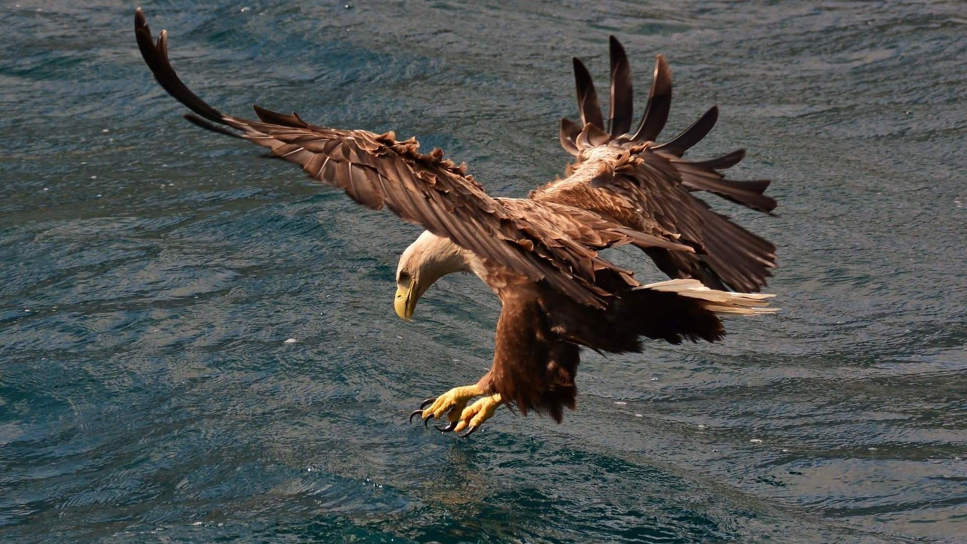 RIB Sea Eagle Safari to Trollfjord with RIB Lofoten - SOMMER (copy)