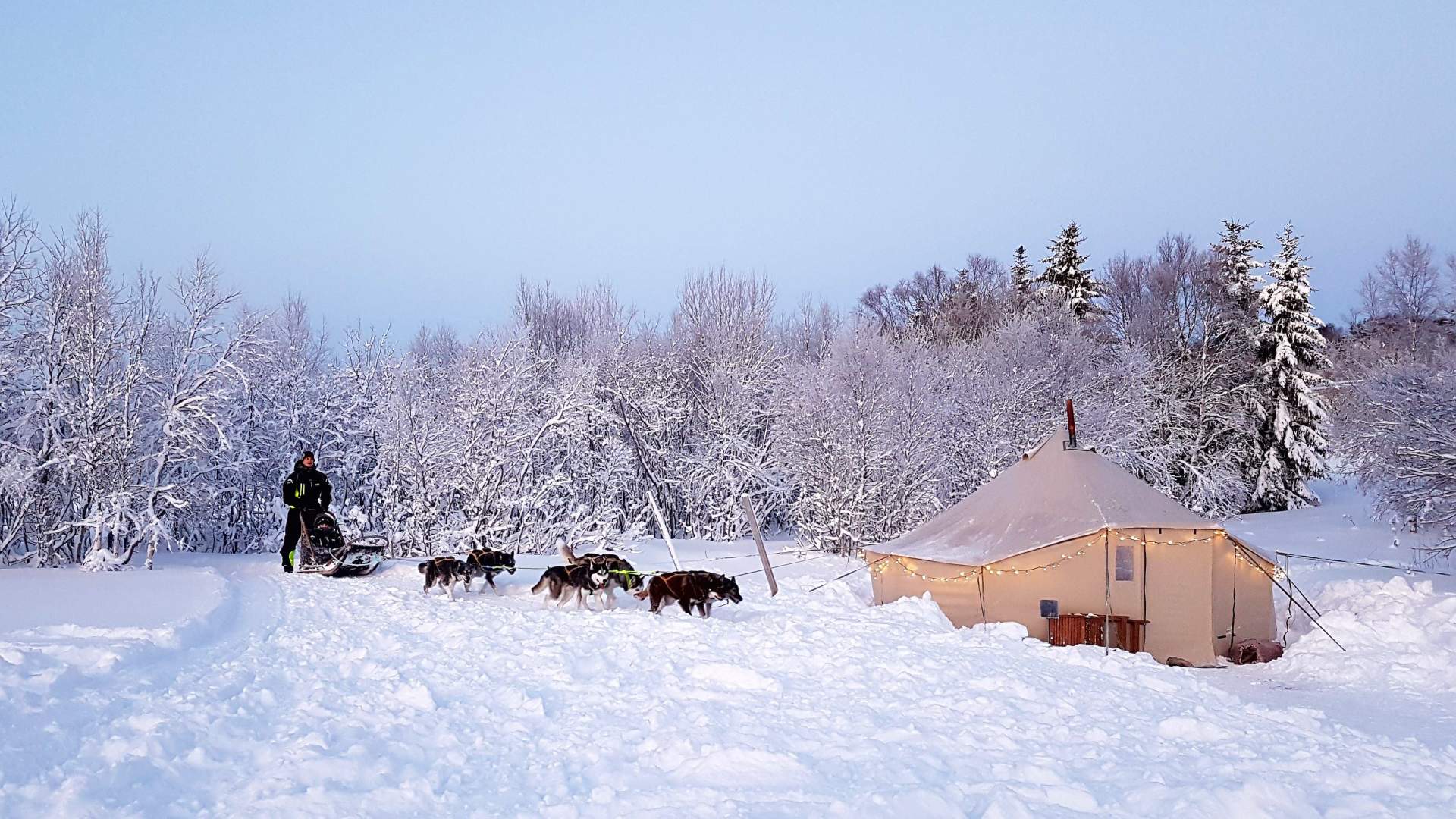 5 dagers Nyttårsekspedisjon med hvalsafari, hundesledetur og nordlys på Senja. Alt inkludert!