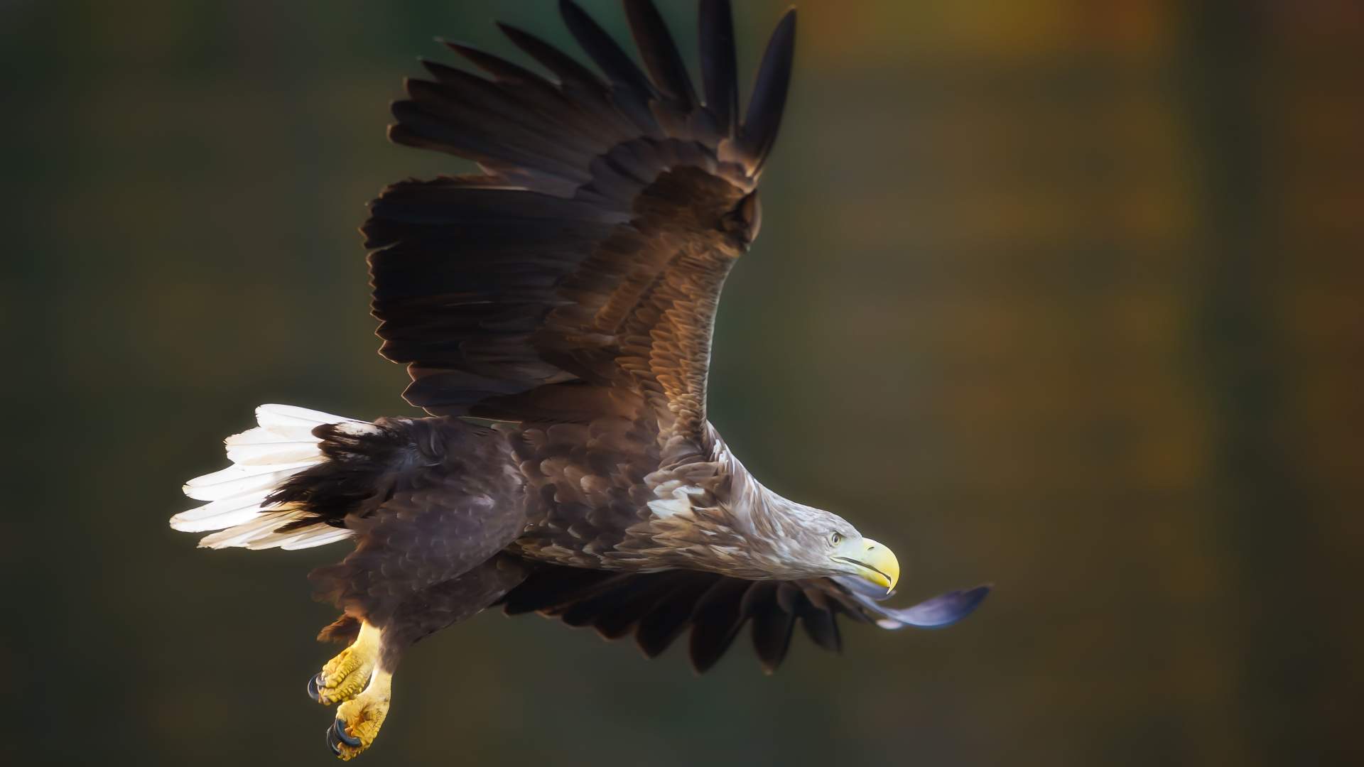 5 dagers Nyttårsekspedisjon med hvalsafari, hundesledetur og nordlys på Senja. Alt inkludert!