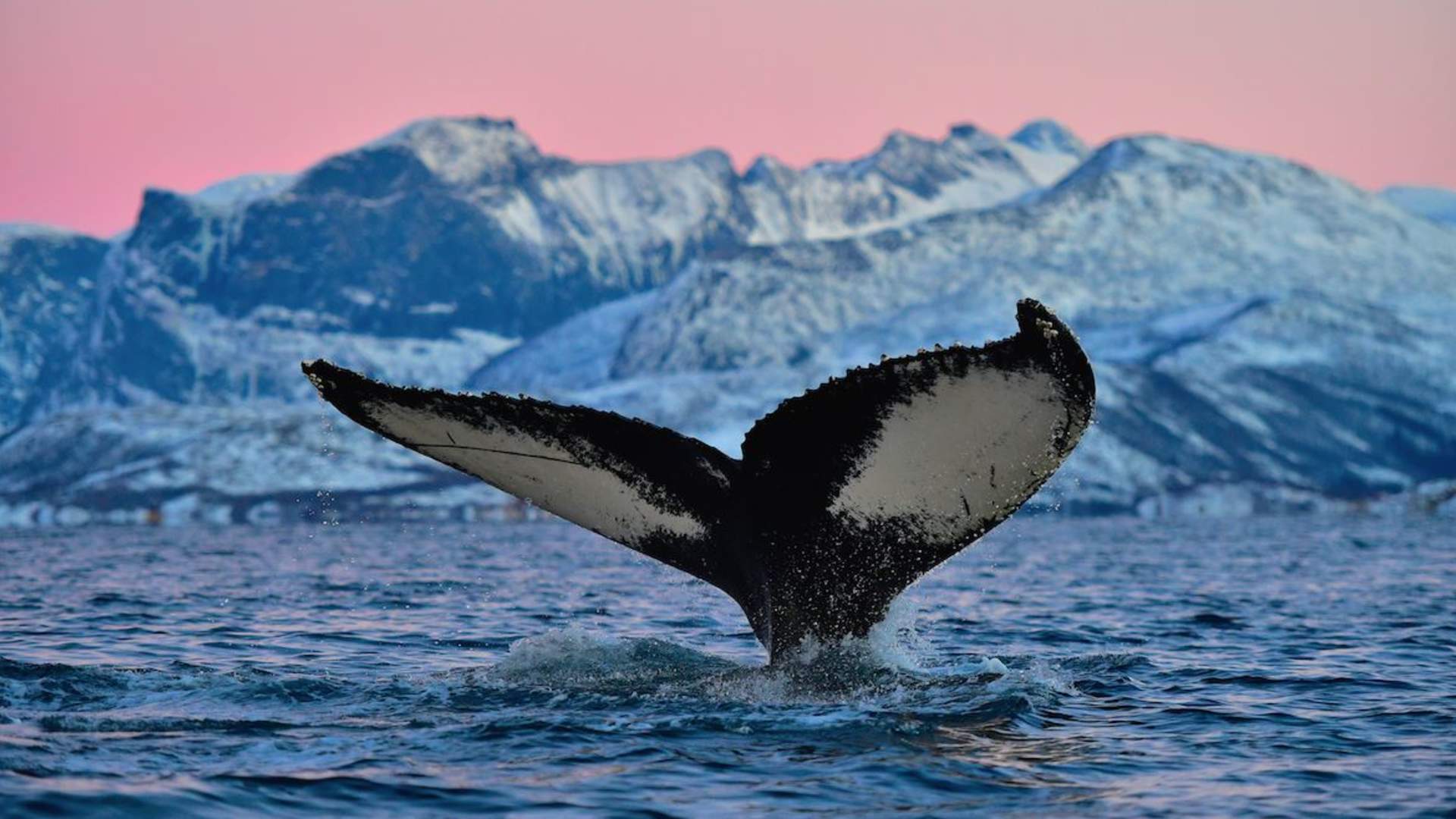 5 dagers Nyttårsekspedisjon med hvalsafari, hundesledetur og nordlys på Senja. Alt inkludert!