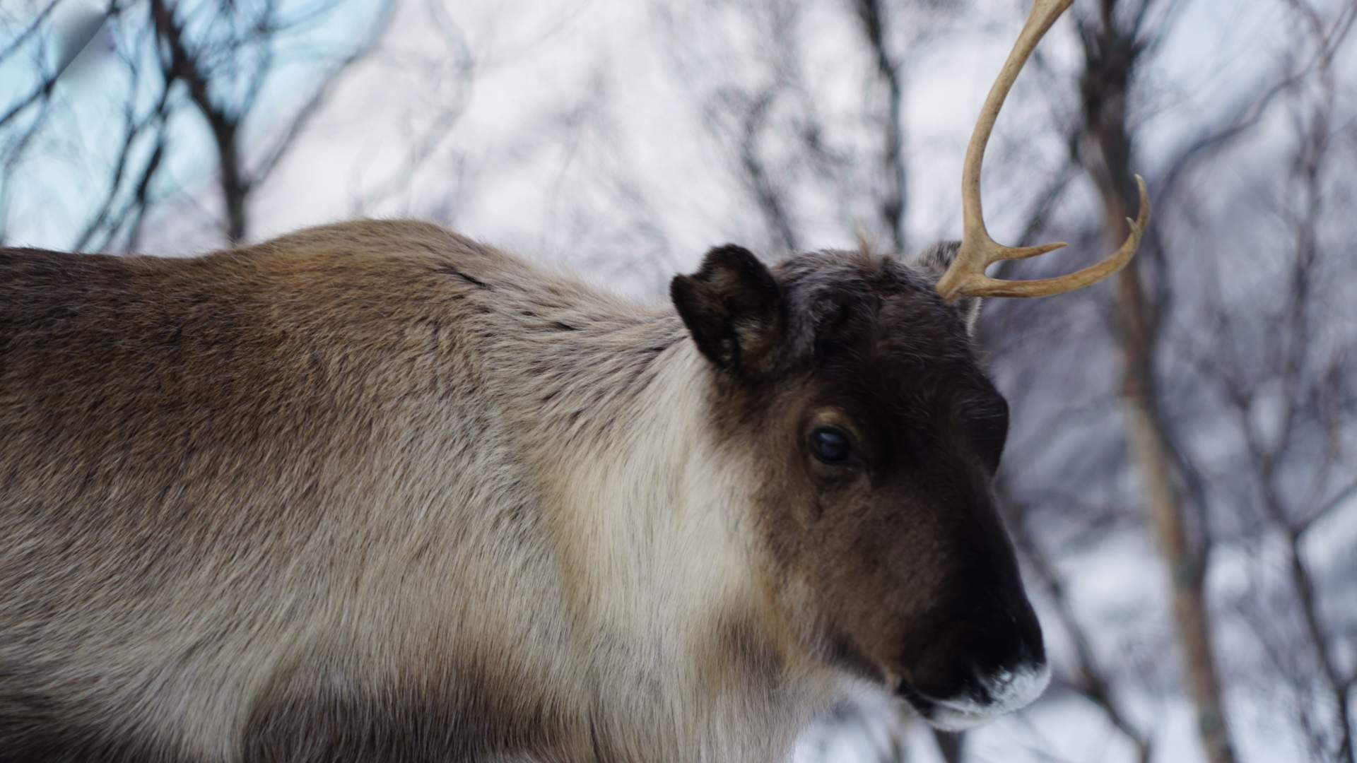 En vakker, miljøvennlig trugetur i naturskjønt landskap med Tesla X