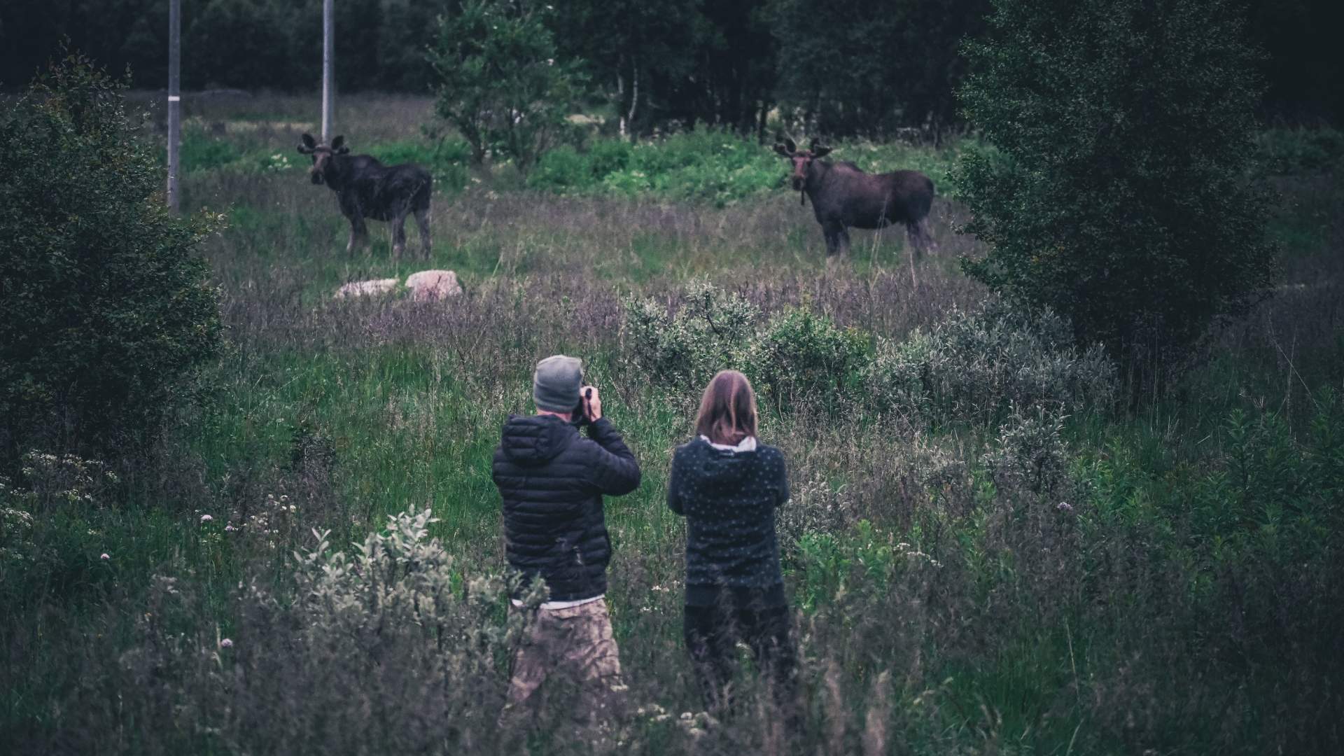 Vesterålen Tours