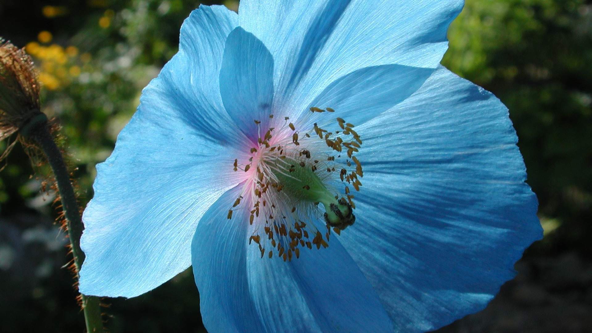 Tromsø arktisk-alpine botanisk hage