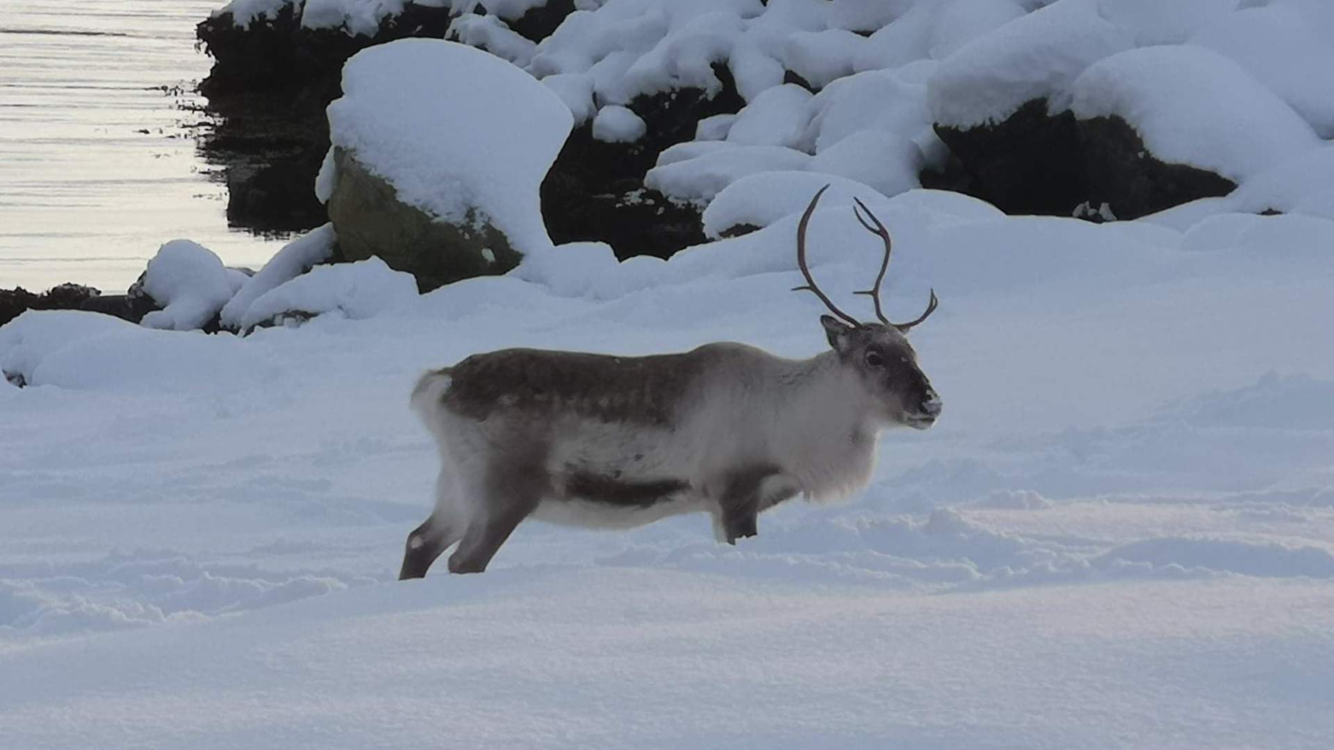 Liten gruppe Arktisk fjordtur
